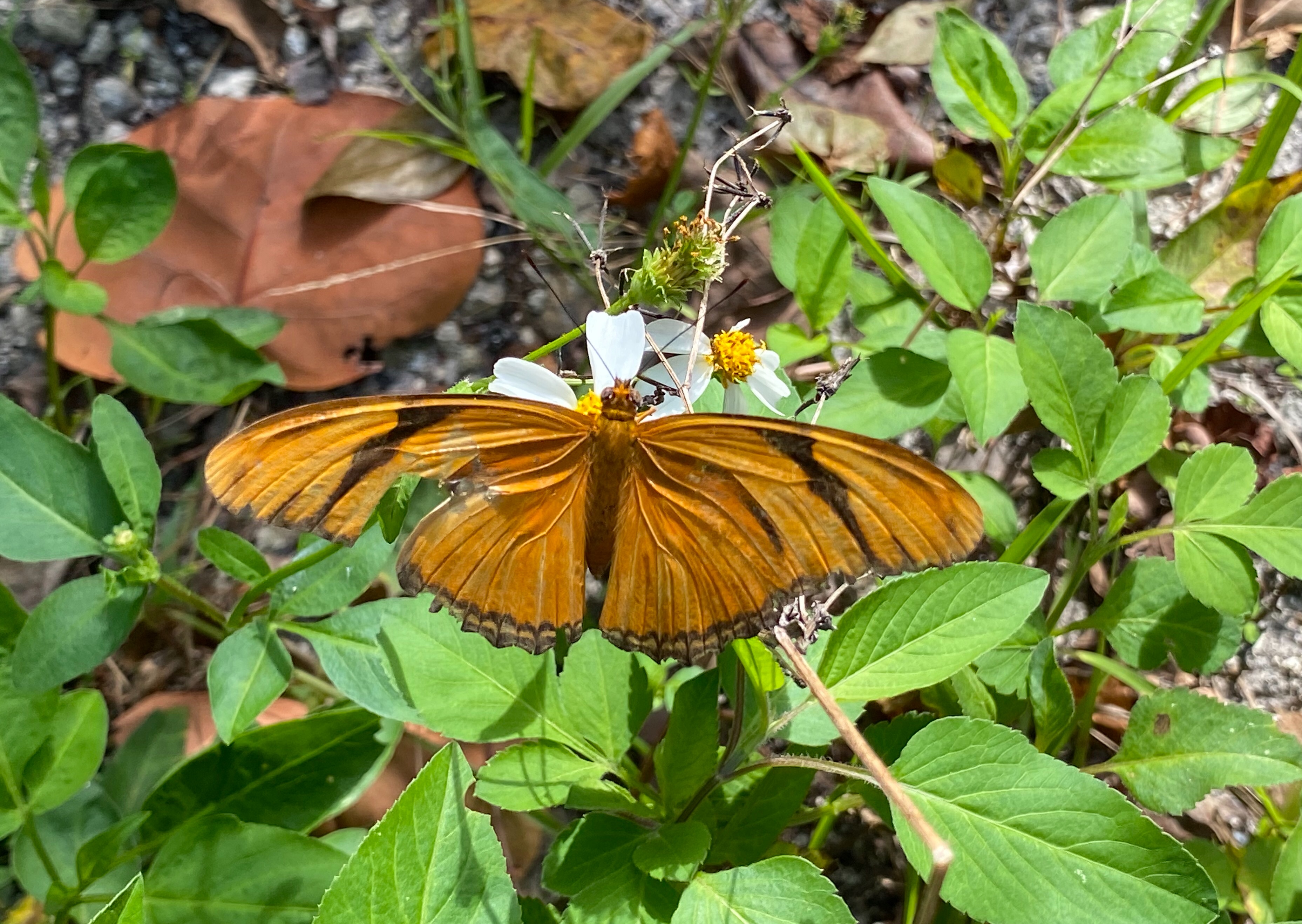 Florida Butterflies and Moths of North America