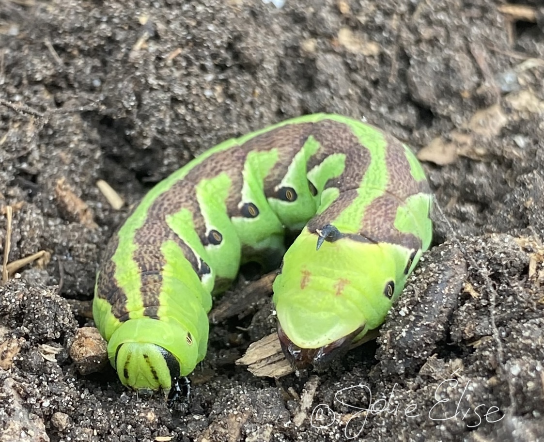 Pink-spotted hawk moth (Agrius cingulata) - Picture Insect