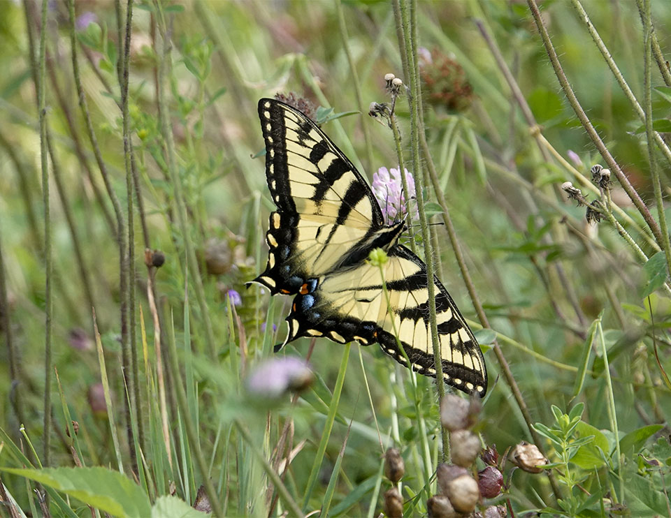 New York Butterflies and Moths of North America
