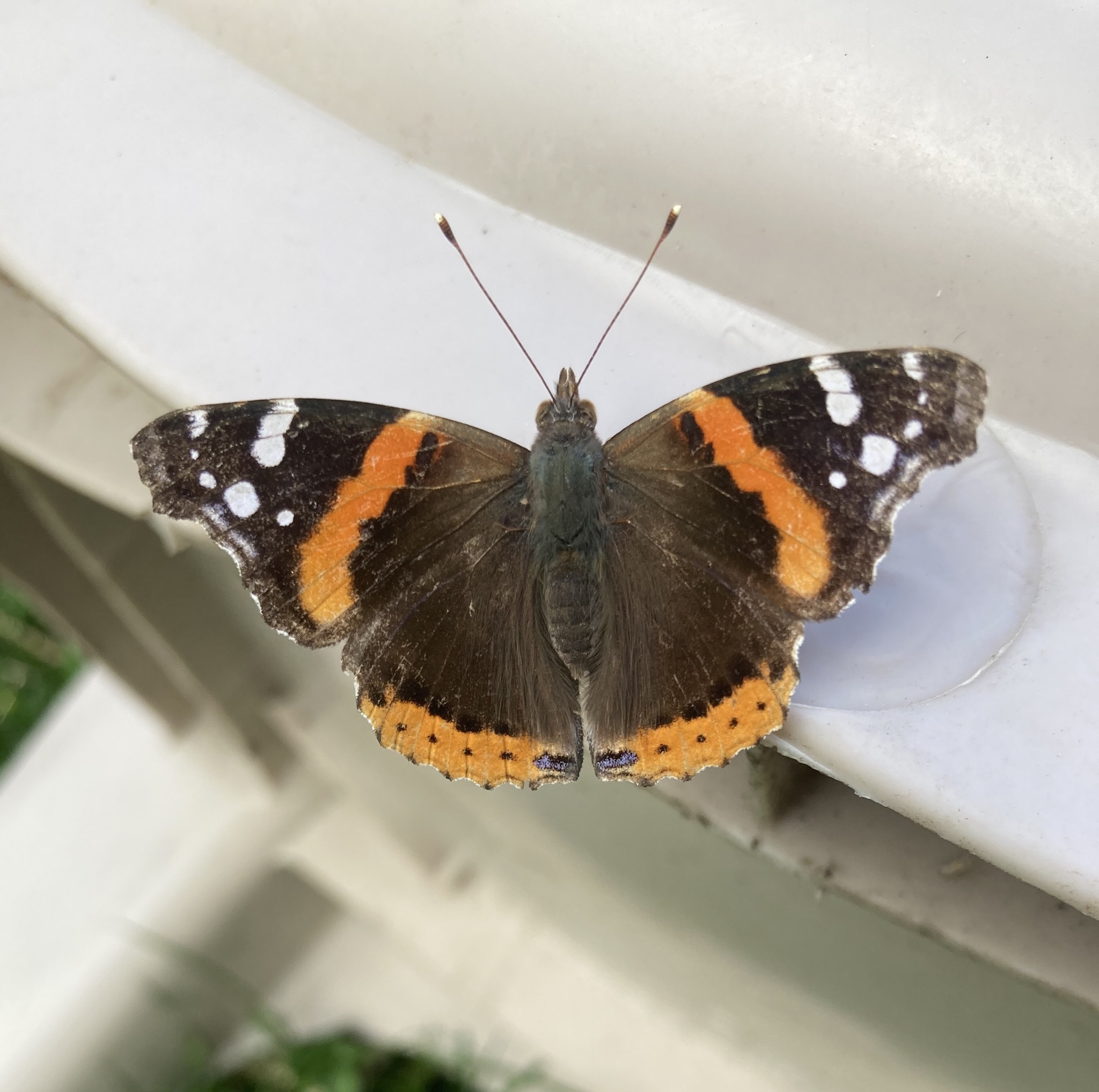 Illinois Butterflies and Moths of North America