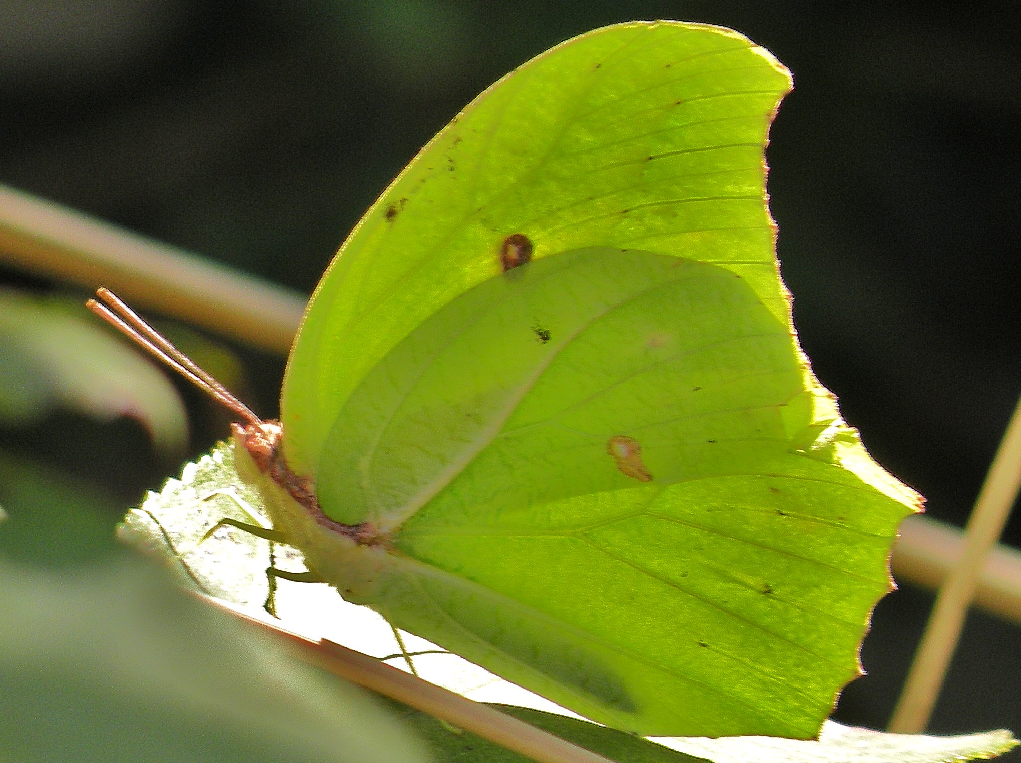 Белянка Барбарисовая бабочка. Anteros Renaldus. Антео насекомое. Тайская Белянка.