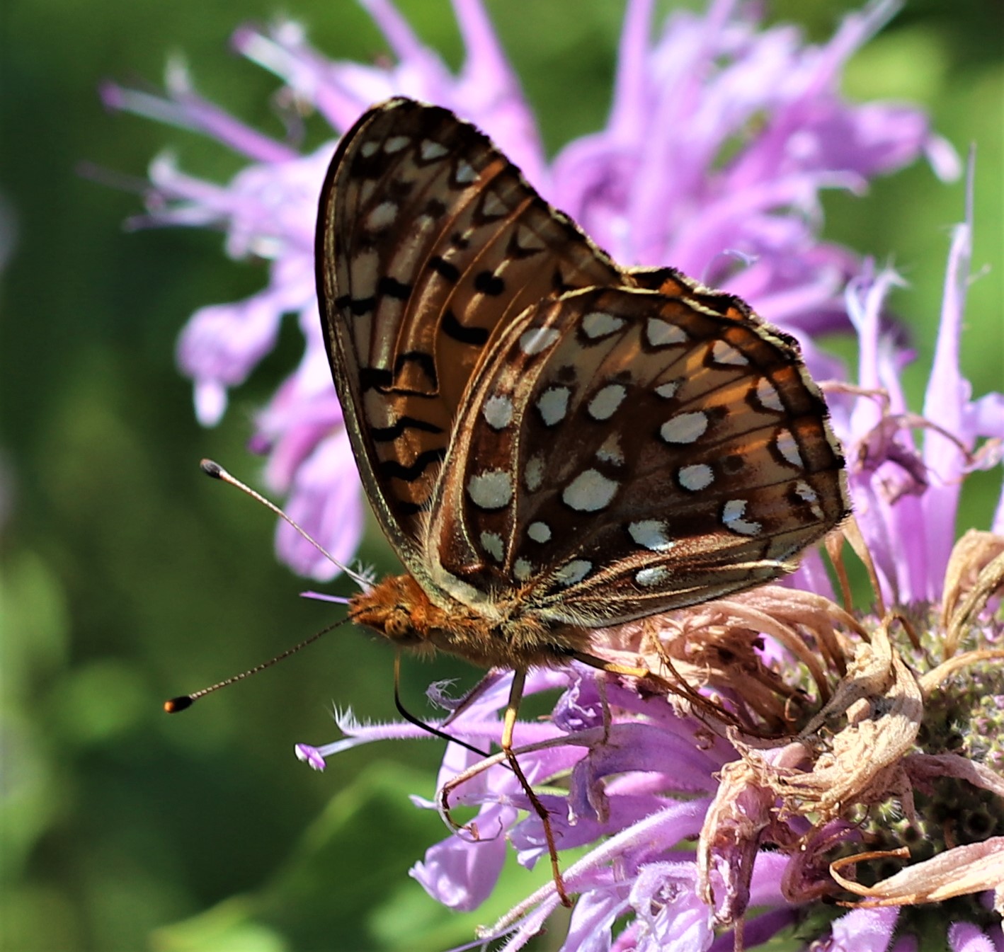 South Dakota Butterflies and Moths of North America