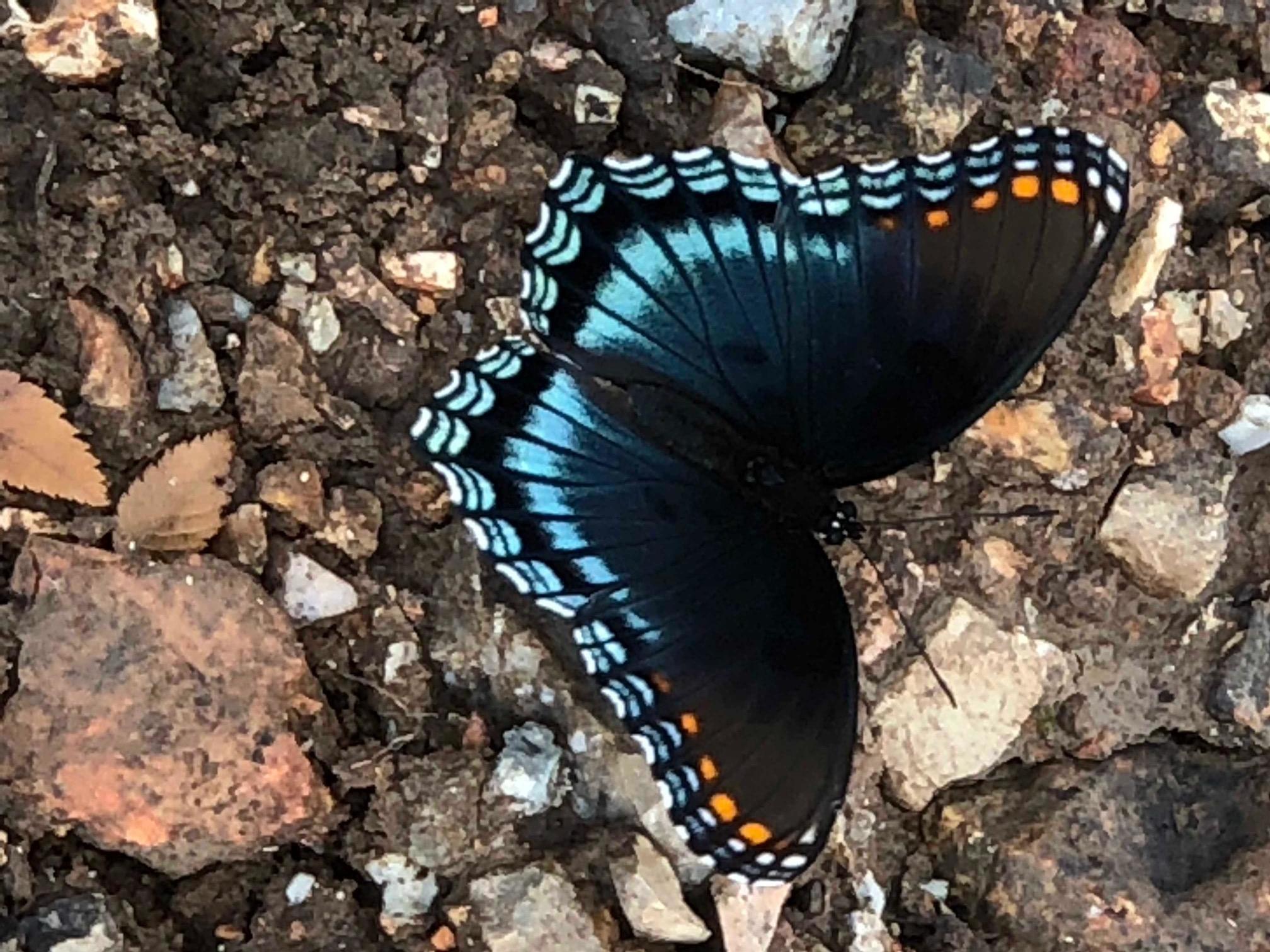 密苏里州蝴蝶的种类 TheRescipes.infogydF4y2Ba 雷竞技reybat官网