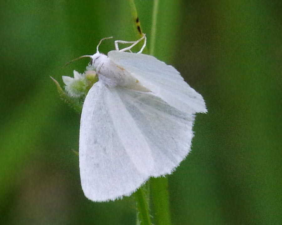 Pennsylvania Butterflies and Moths of North America