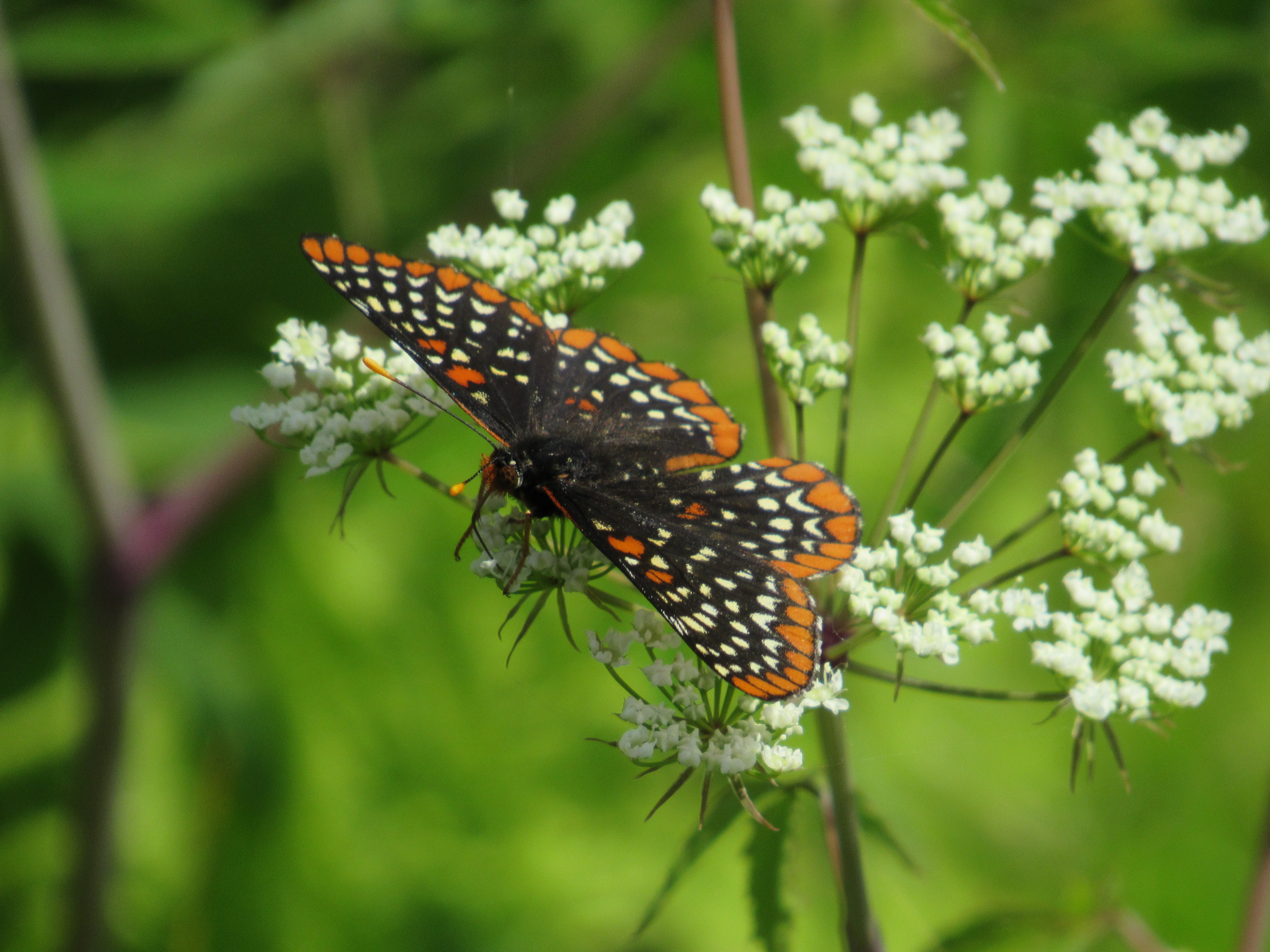 Wisconsin Butterflies and Moths of North America