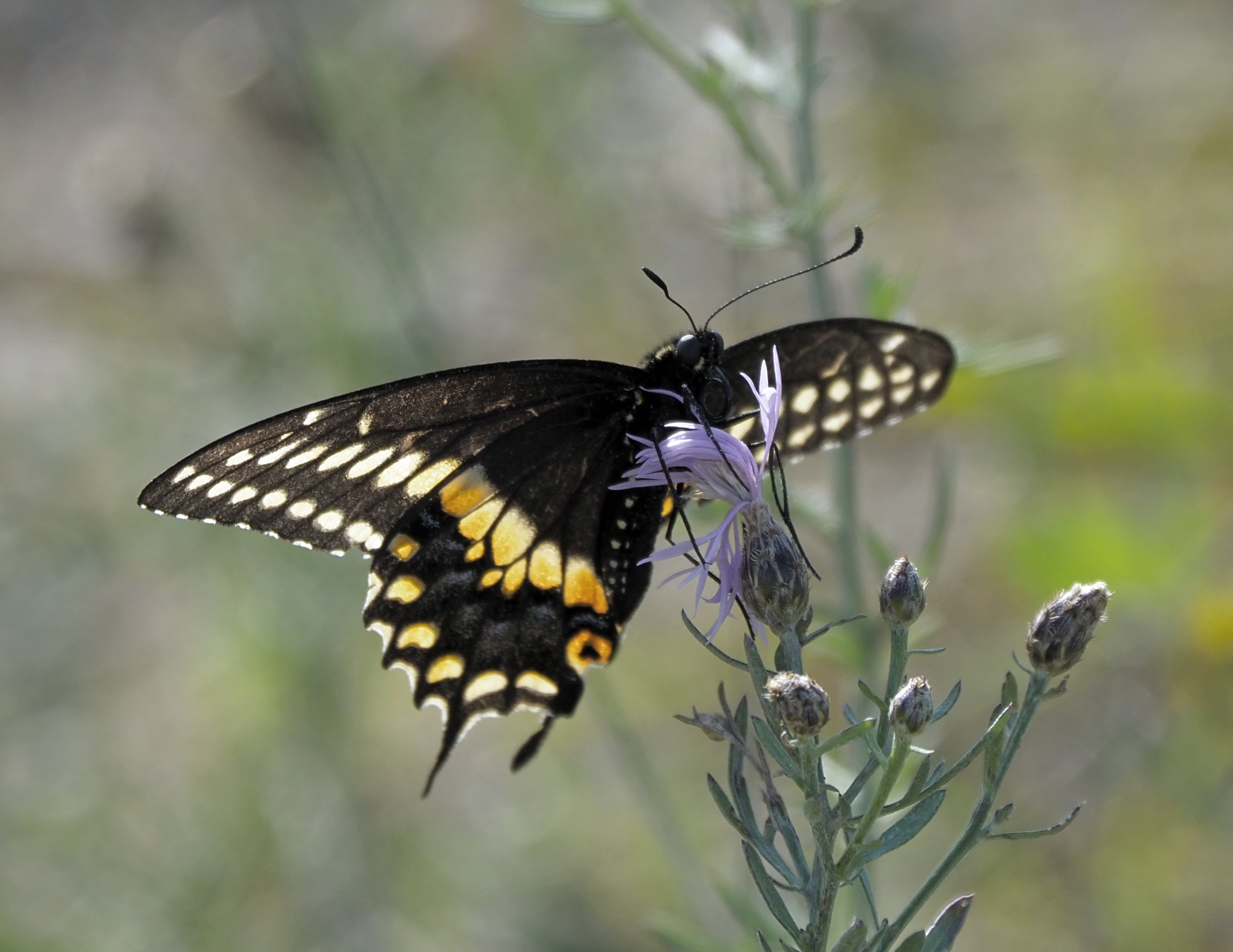 Michigan Butterflies and Moths of North America