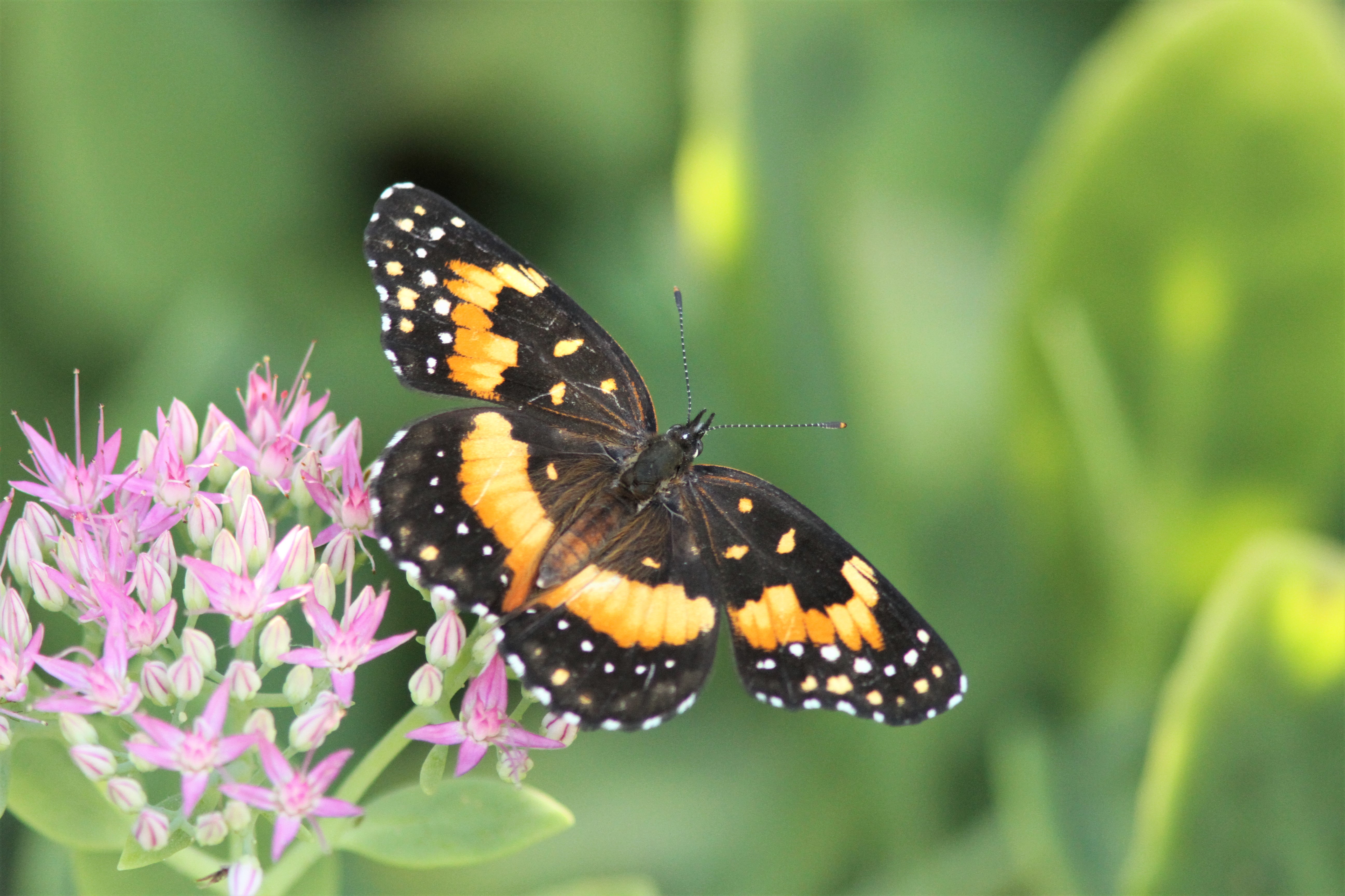 Kansas Butterflies and Moths of North America