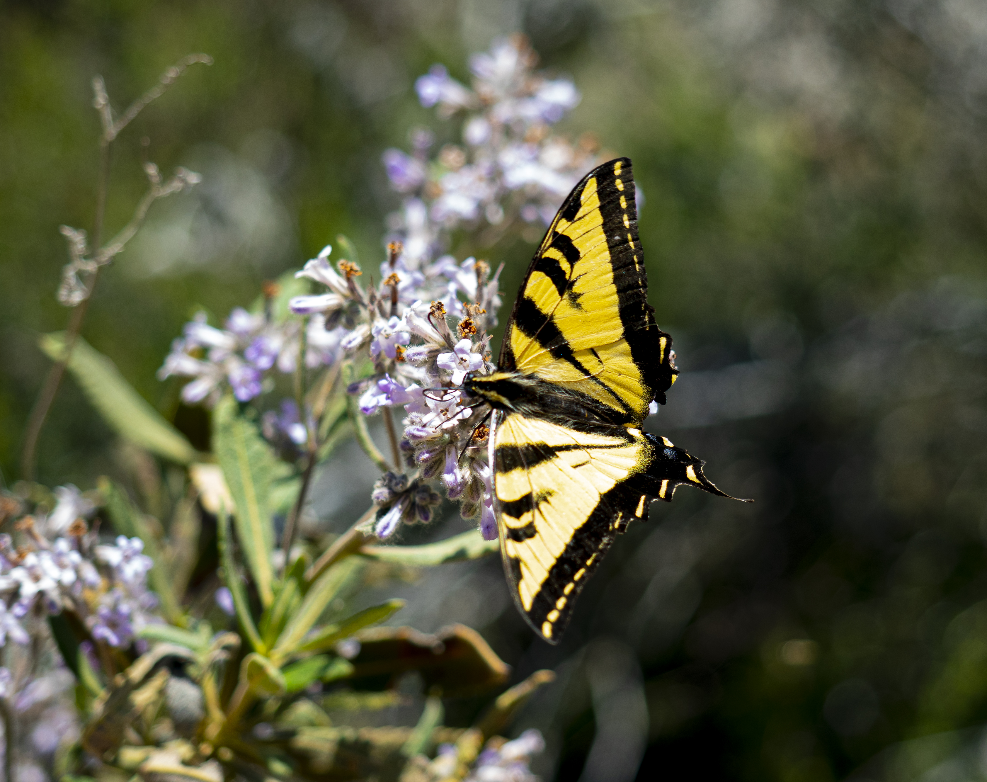 California Butterflies and Moths of North America