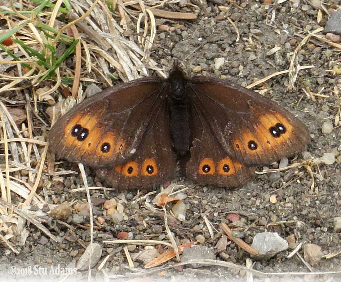 Alberta Butterflies and Moths of North America