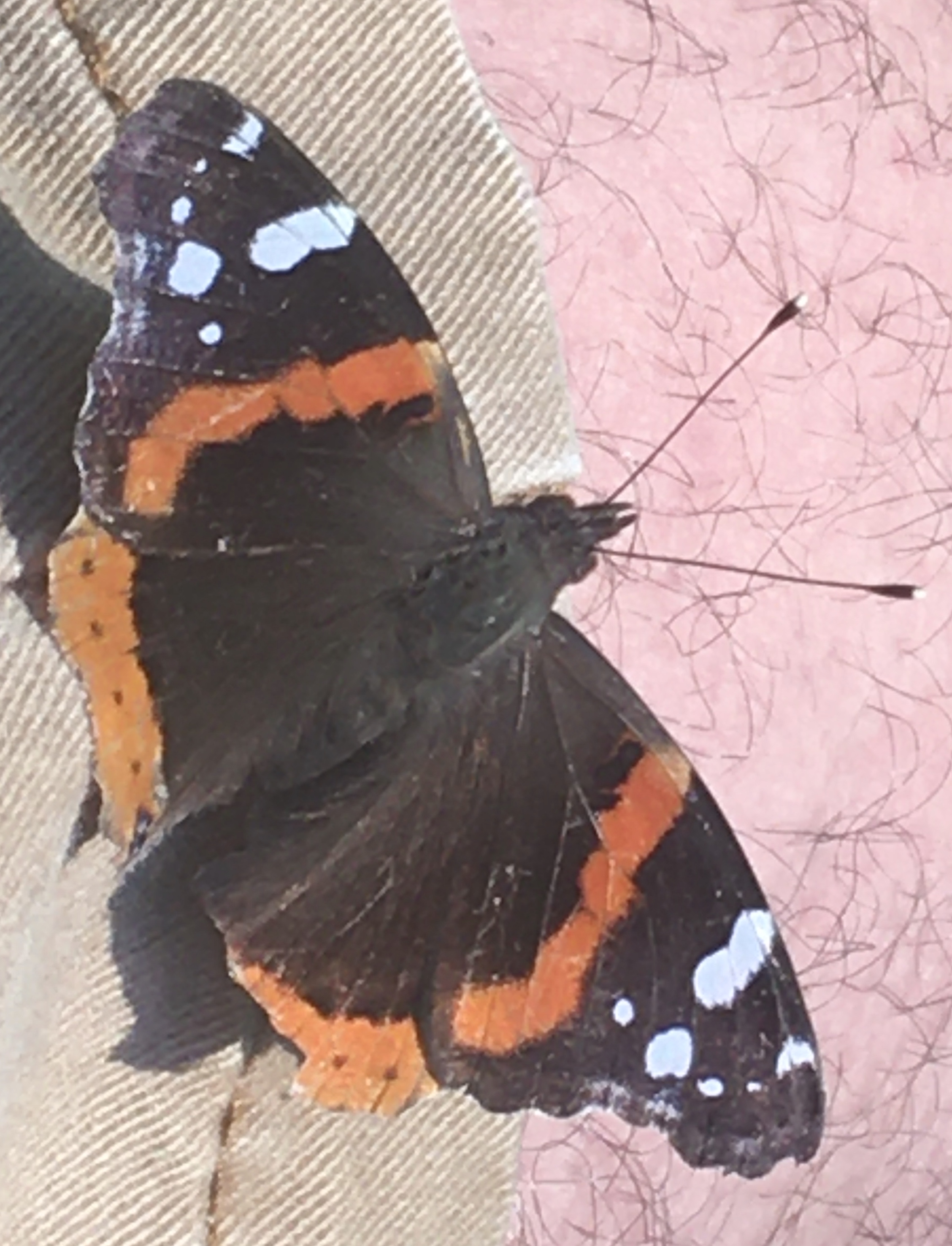 New York Butterflies and Moths of North America