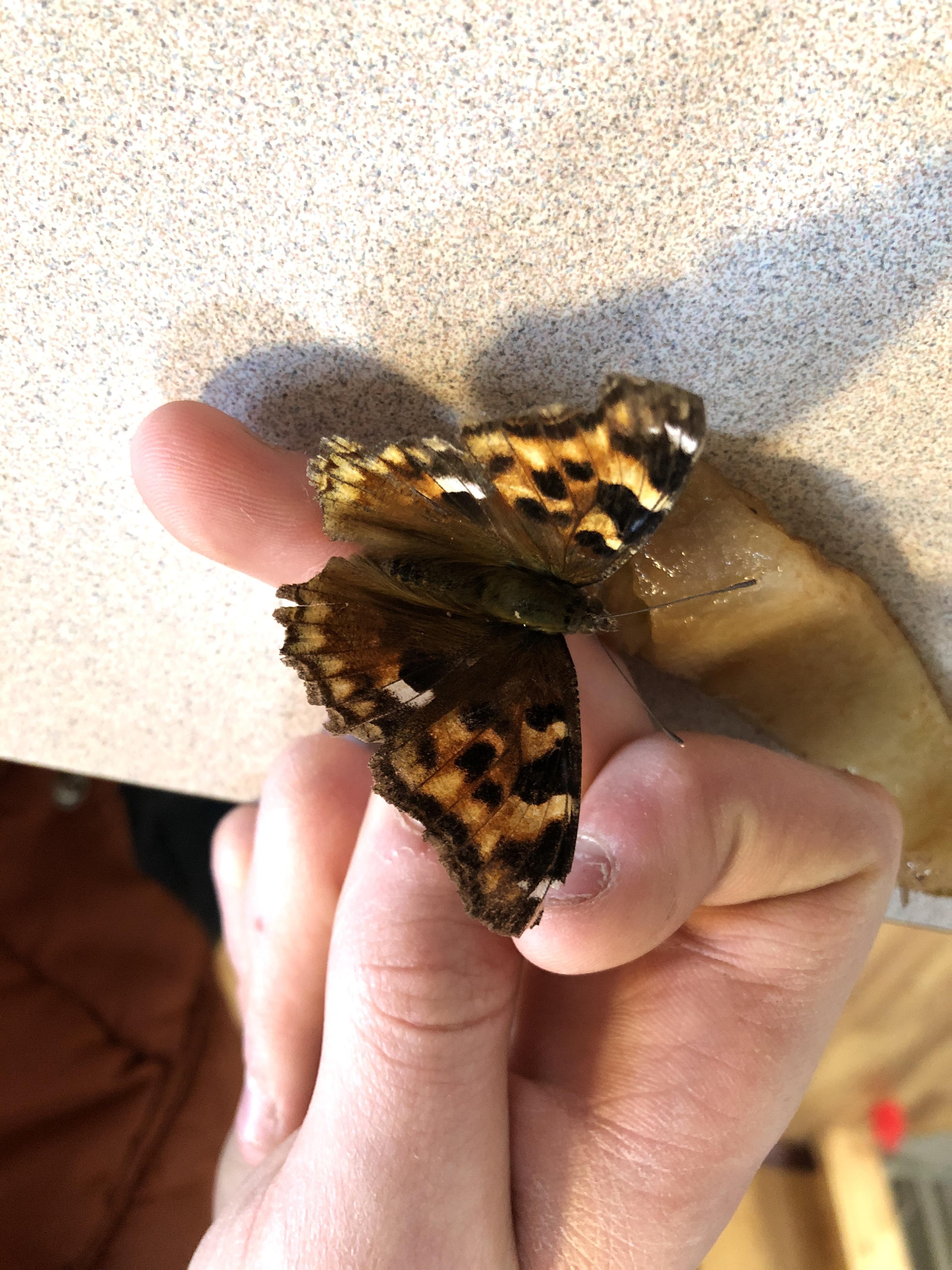 Minnesota Butterflies and Moths of North America