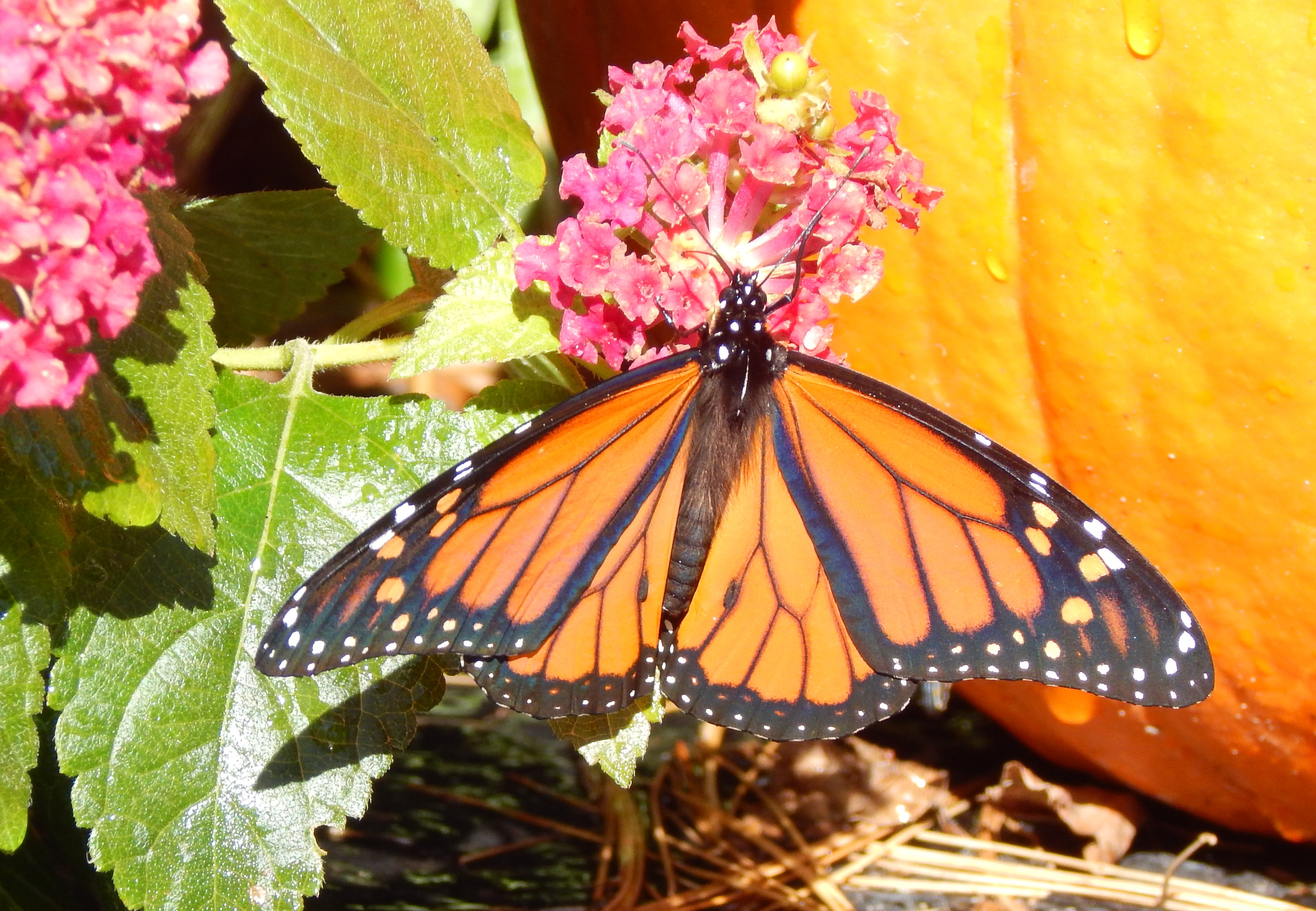 New York Butterflies and Moths of North America