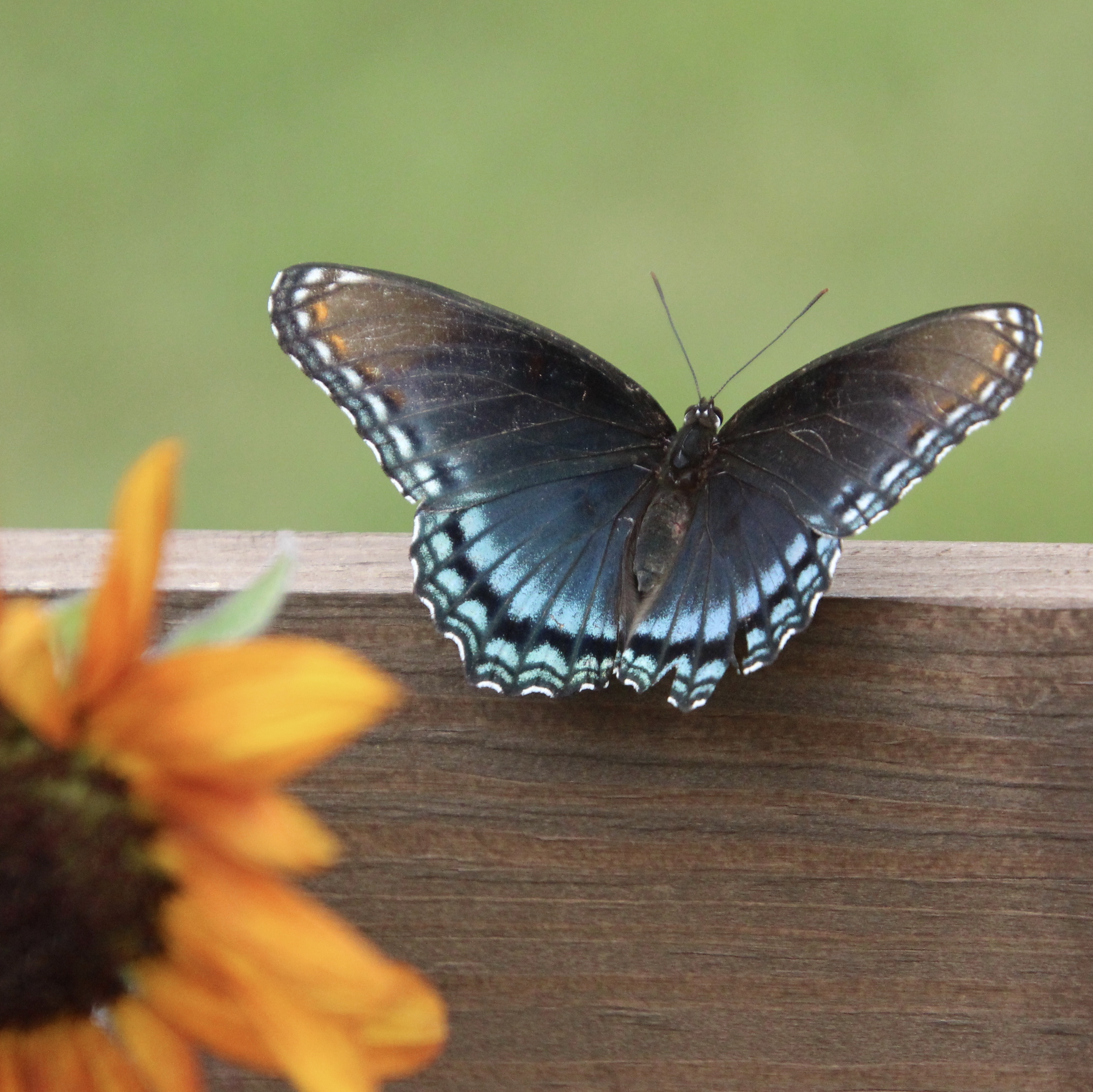 Kentucky Butterflies and Moths of North America