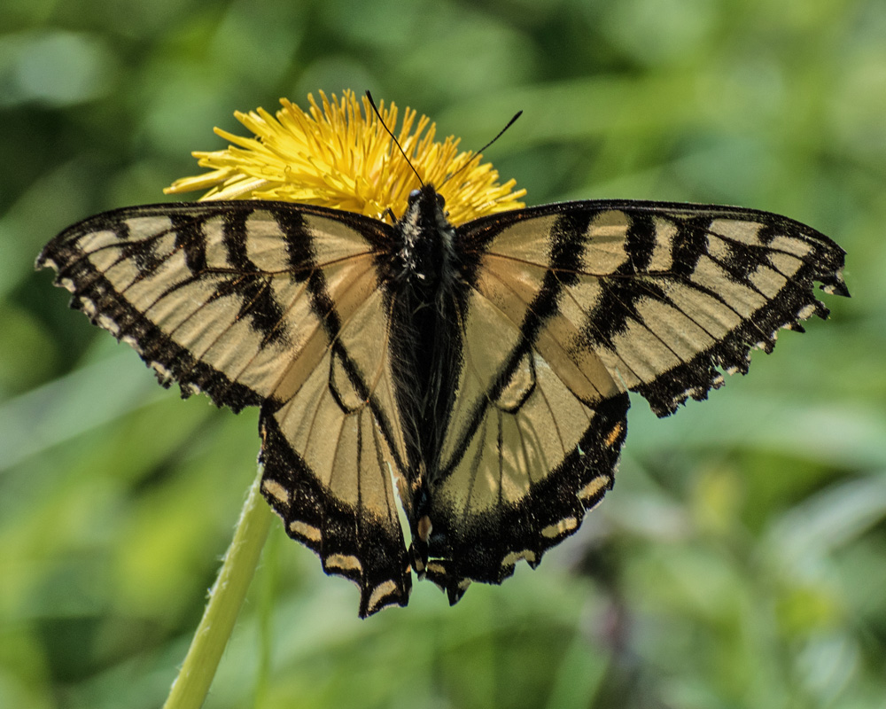 Alberta Butterflies and Moths of North America