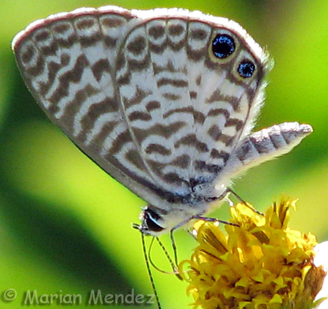 Cassius Blue Leptotes cassius (Cramer, 1775) Butterflies and Moths of
