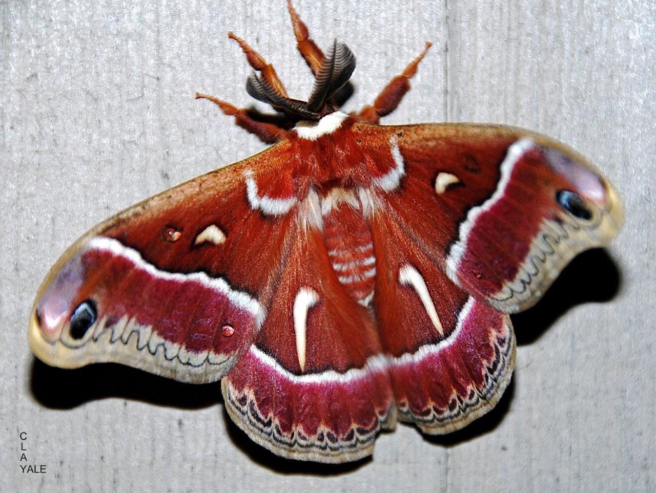 Ceanothus silkmoth Hyalophora euryalus (Boisduval, 1855) | Butterflies ...