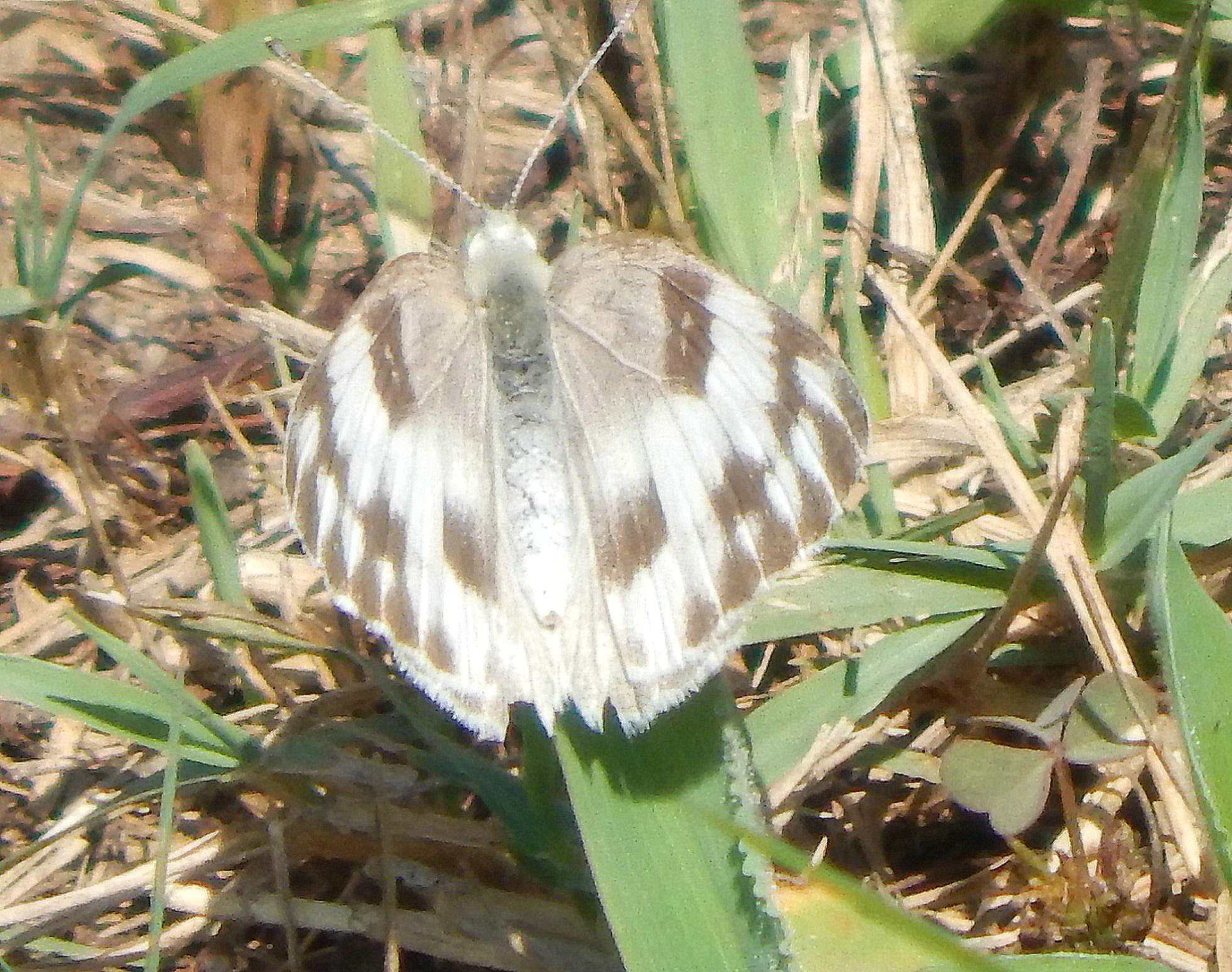 Butterfly, Moth, and Caterpillar Photographs from Northampton County