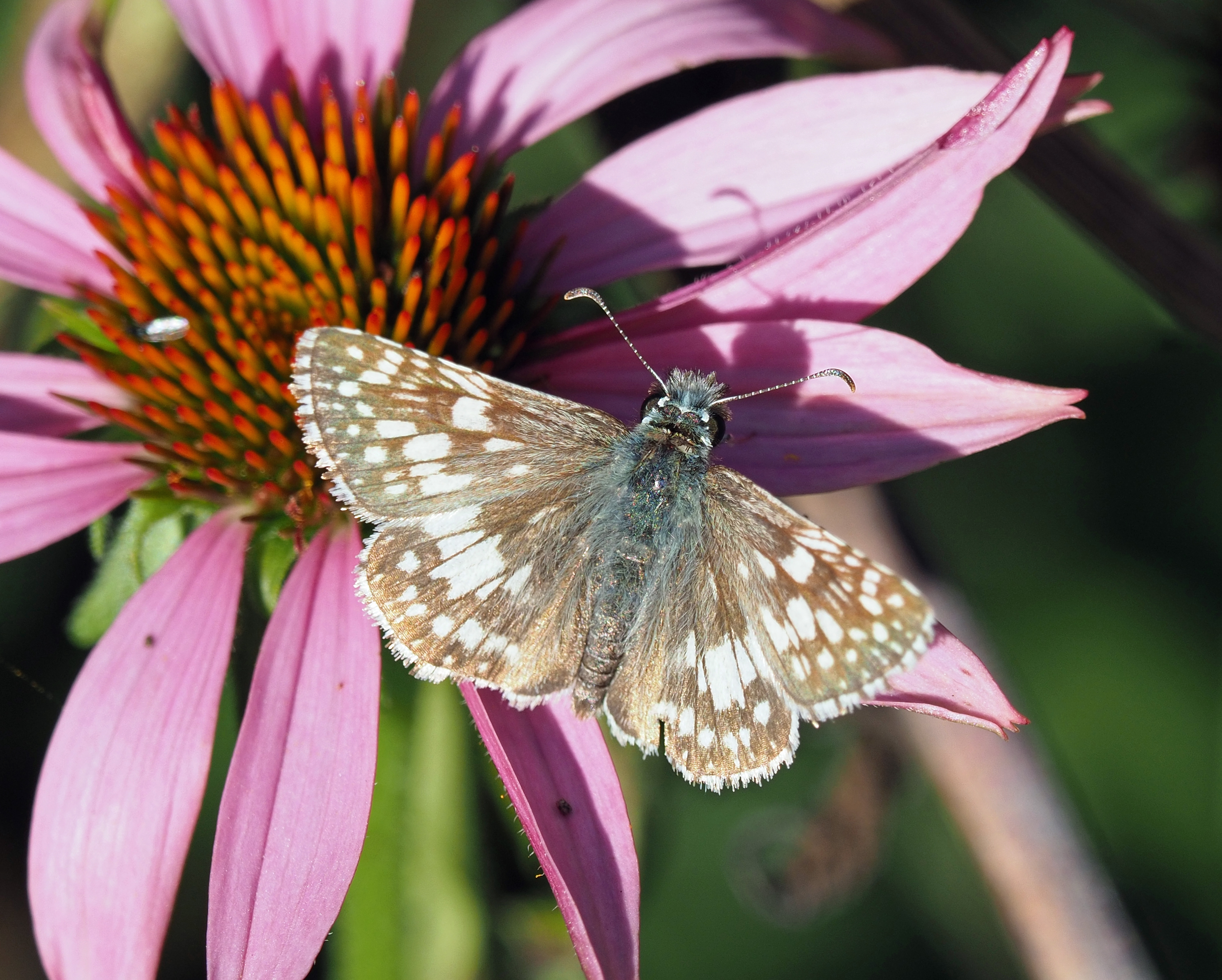 Michigan Butterflies and Moths of North America