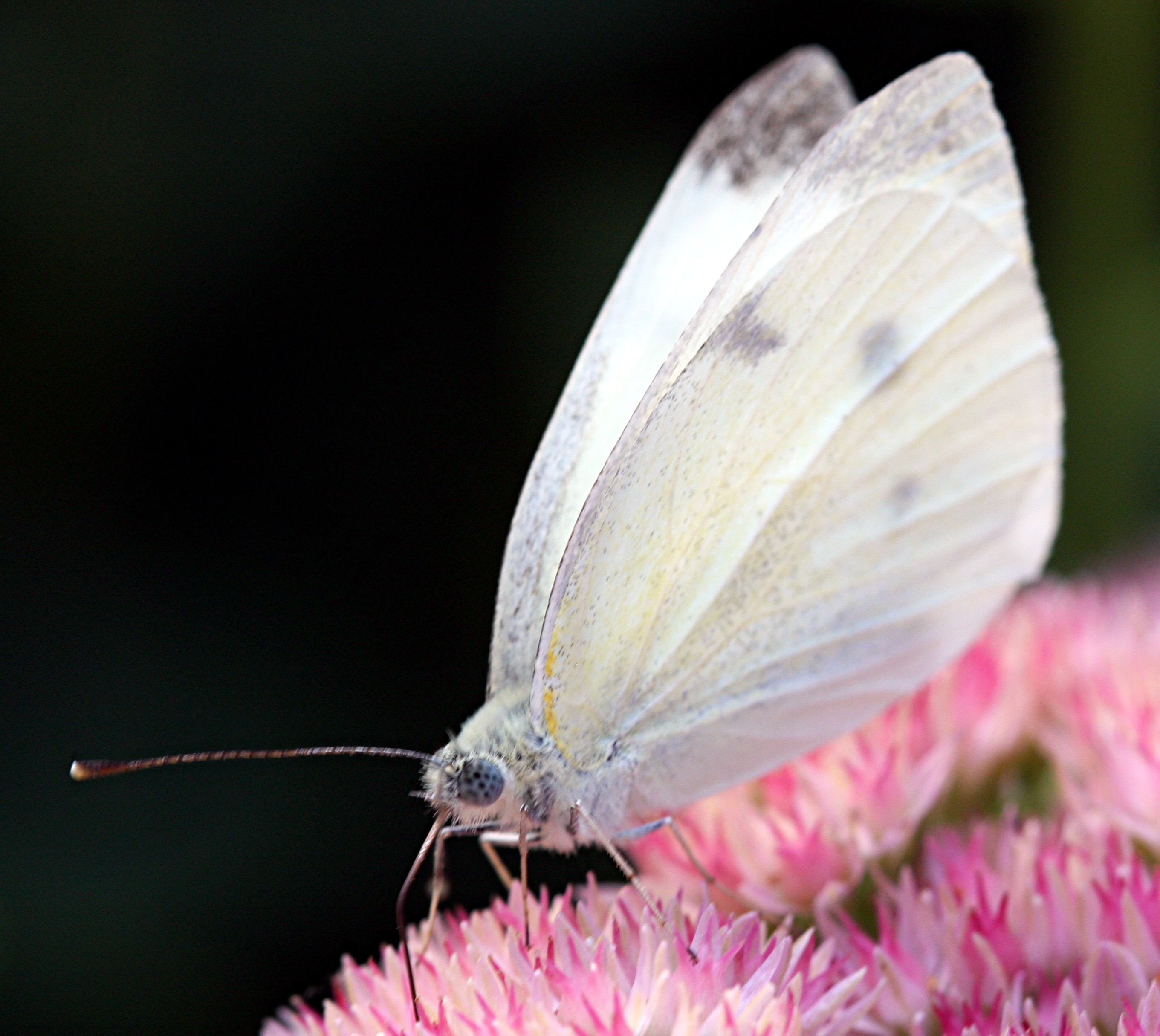 Sighting 617059 Butterflies and Moths of North America