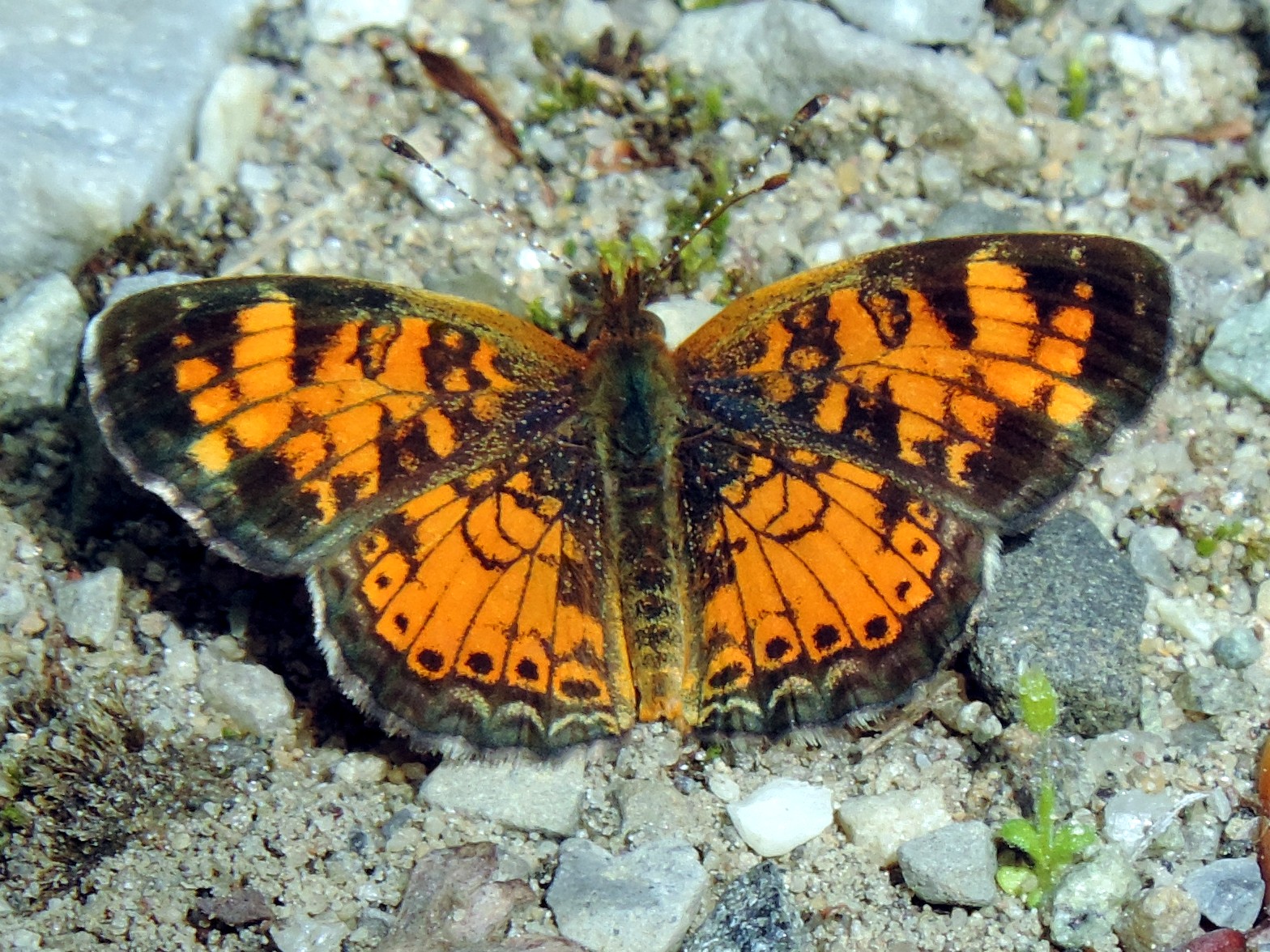 New York Butterflies and Moths of North America
