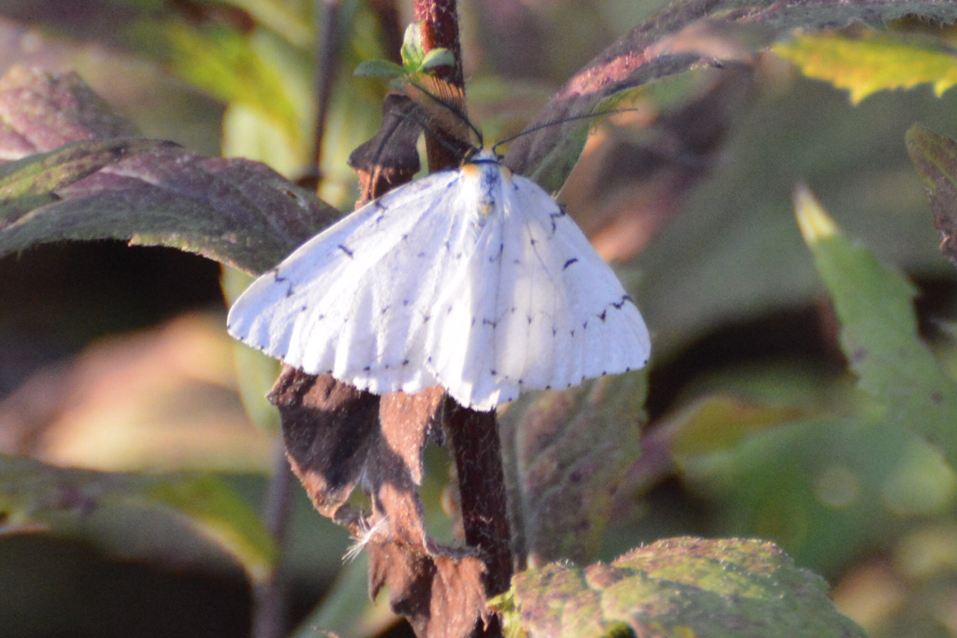 Pennsylvania Butterflies and Moths of North America