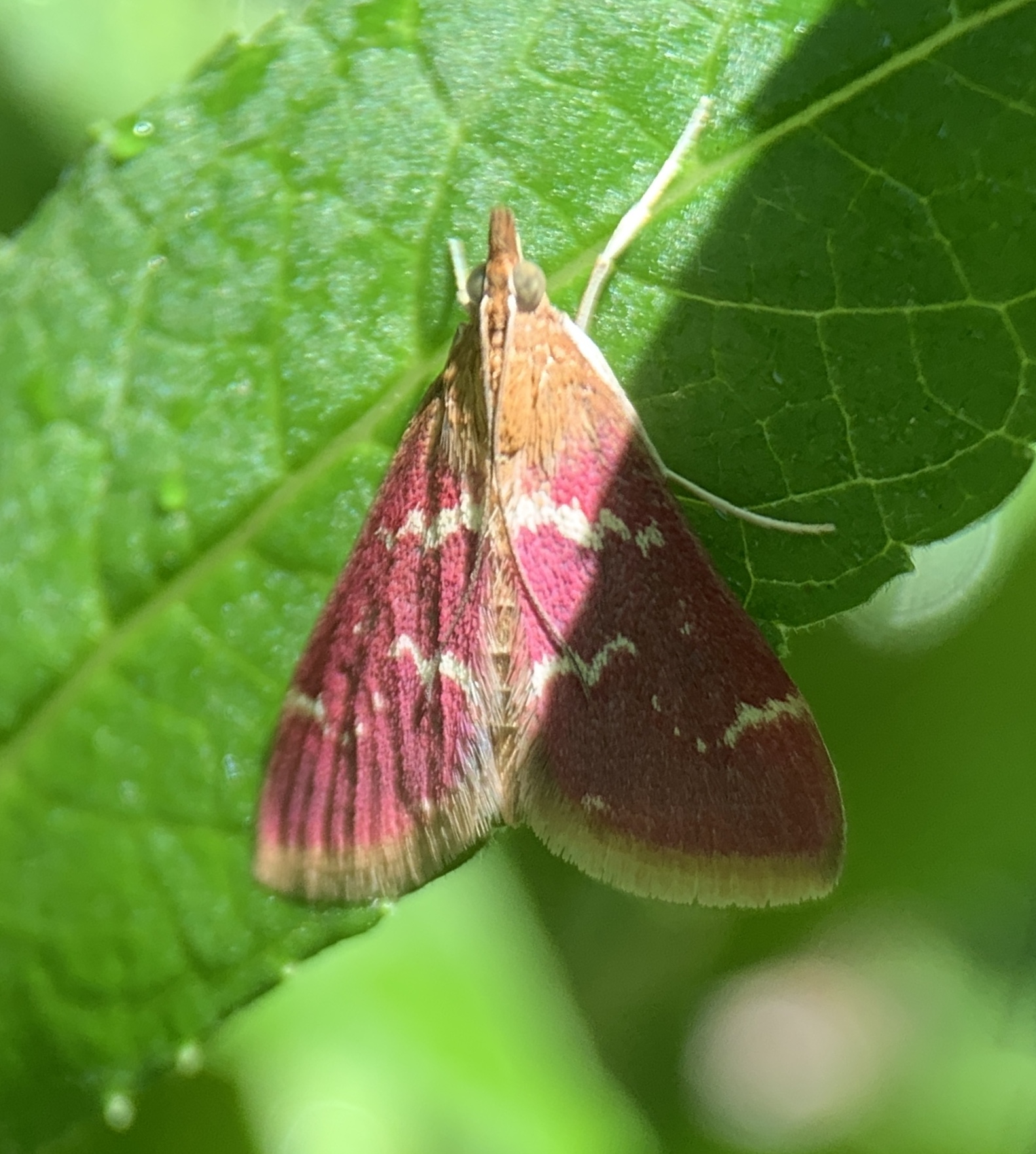 Massachusetts Butterflies and Moths of North America
