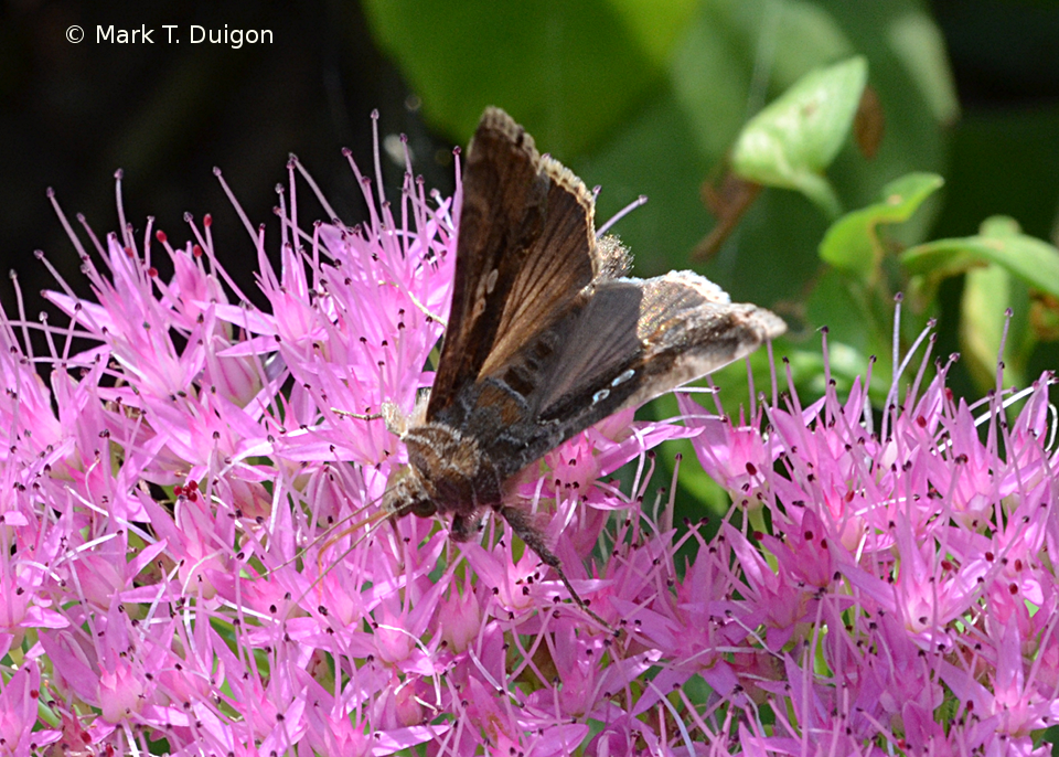 Pennsylvania Butterflies and Moths of North America