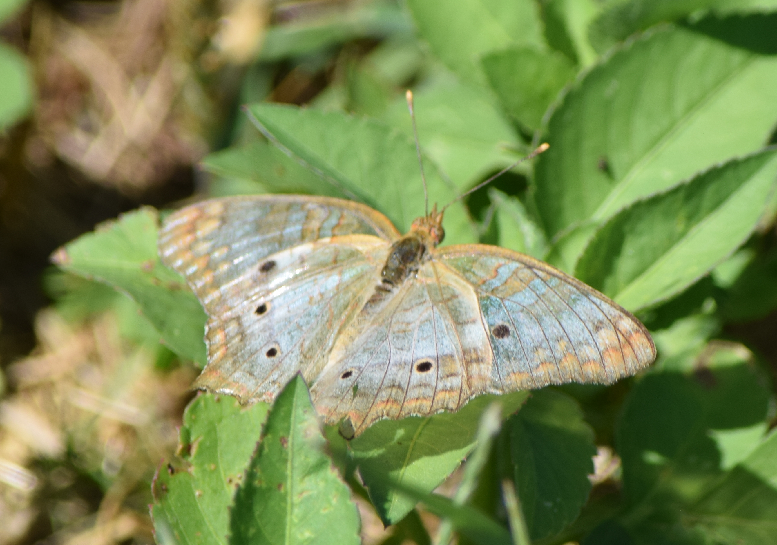 Florida Butterflies and Moths of North America