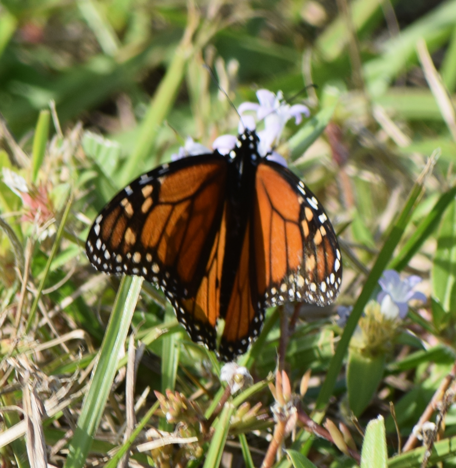 Florida Butterflies and Moths of North America