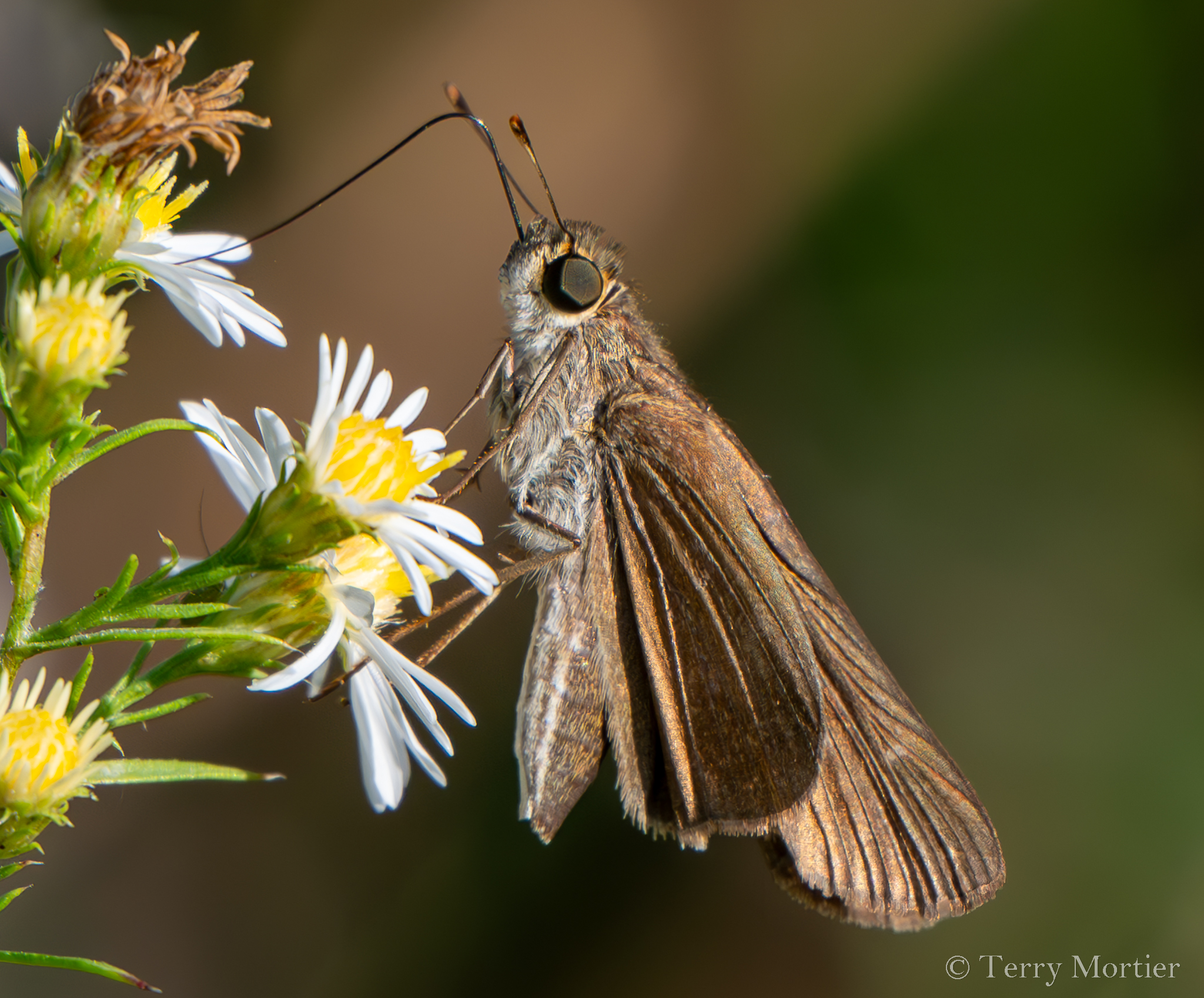 Sighting 1395122 Butterflies and Moths of North America