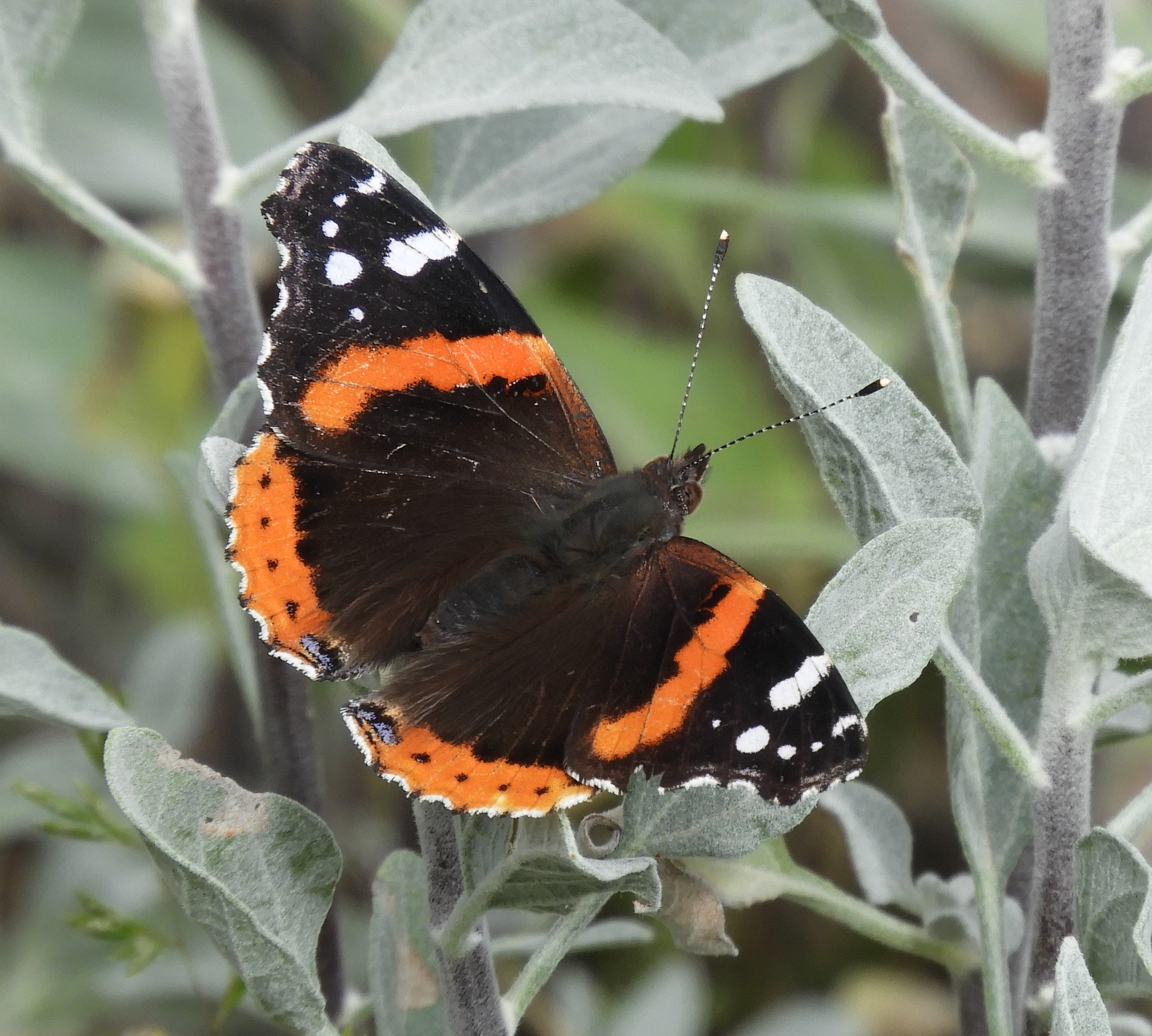 Arizona Butterflies and Moths of North America