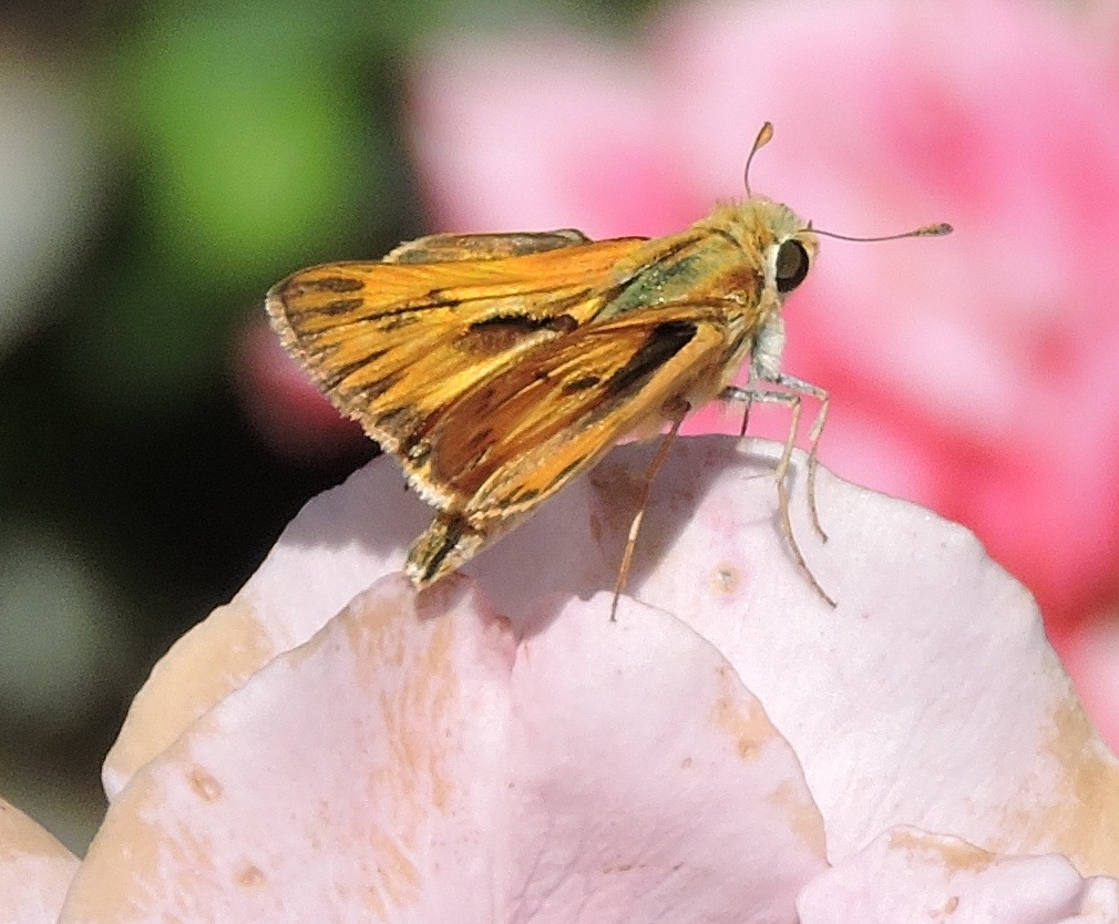 Butterfly, Moth, and Caterpillar Photographs from Sacramento County ...