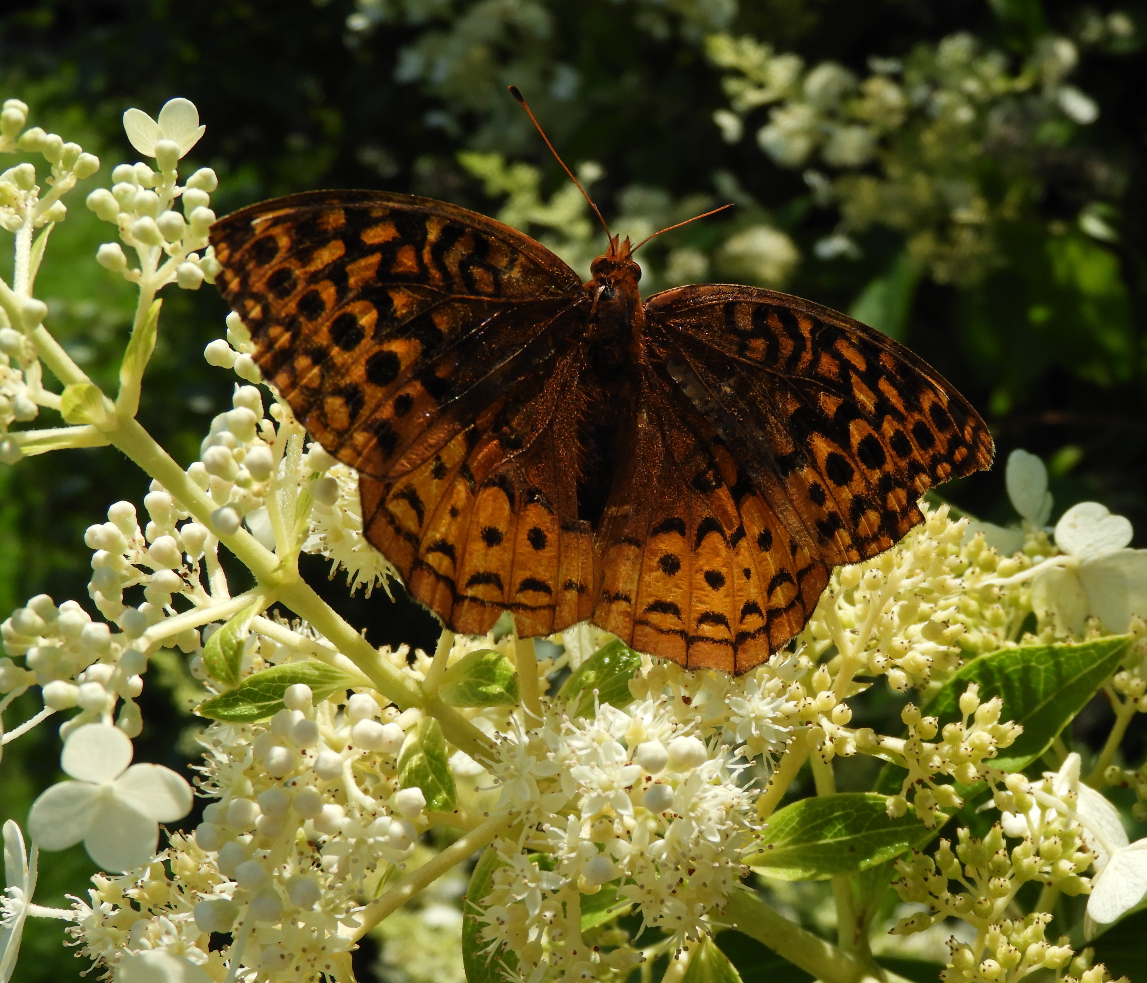 Pennsylvania Butterflies and Moths of North America