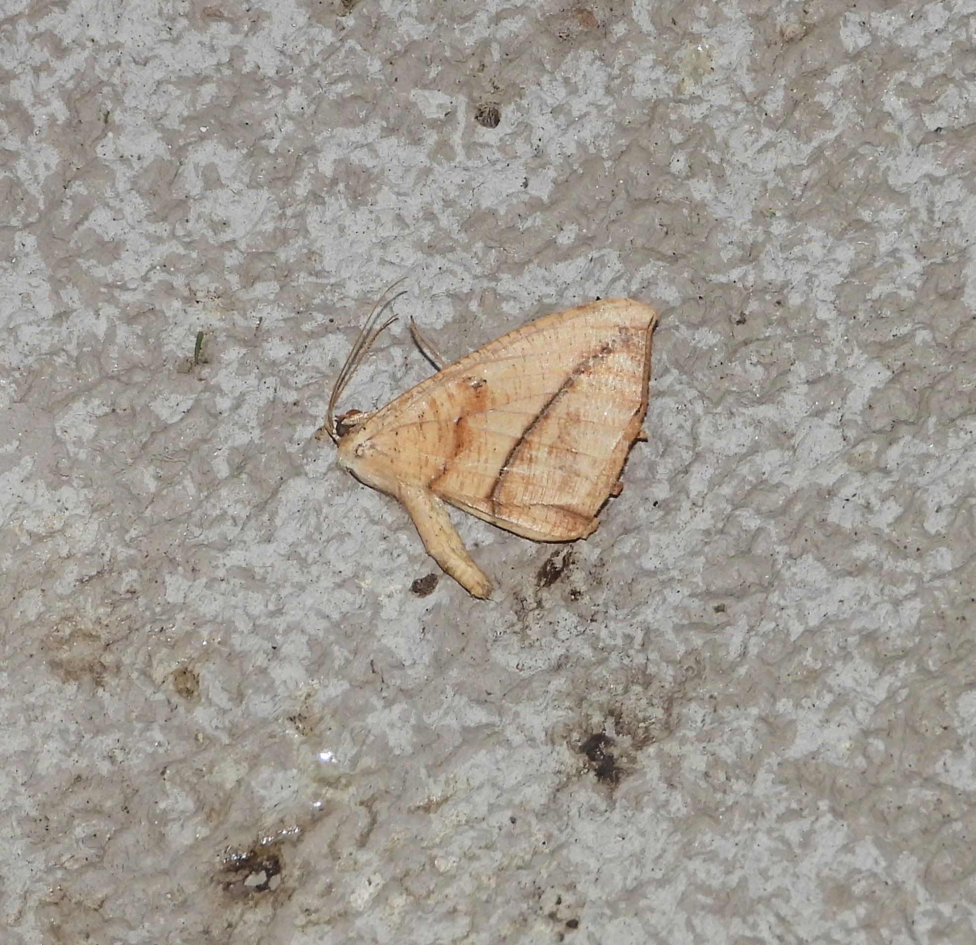 Sighting 1395172 Butterflies and Moths of North America