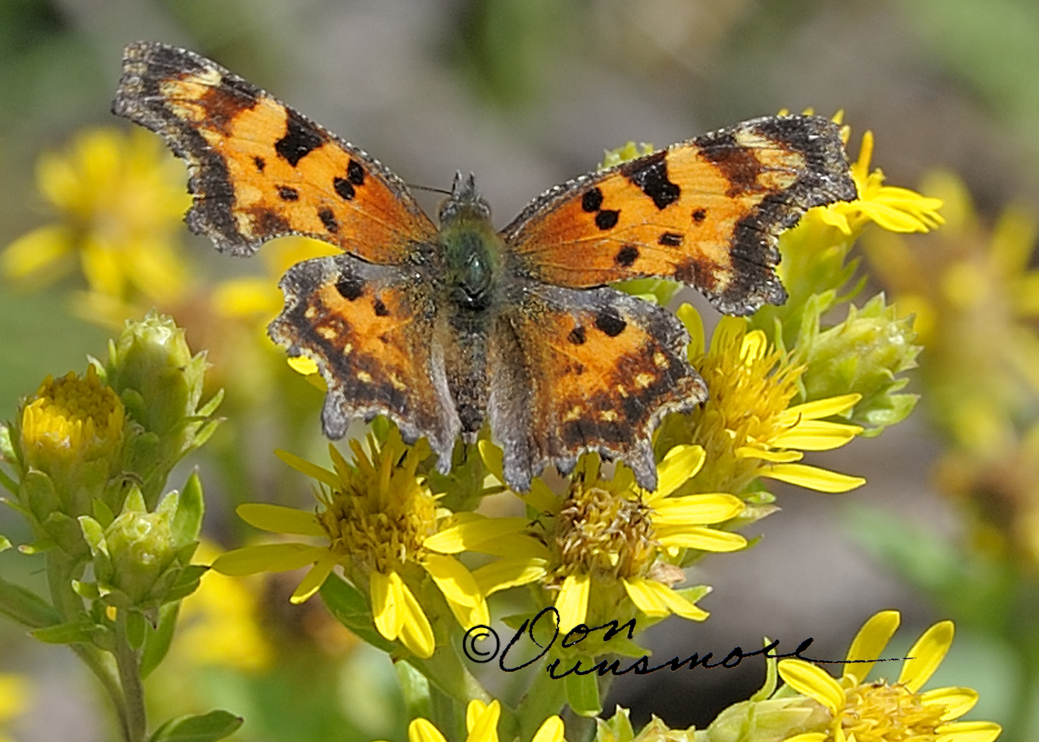 Green Comma Polygonia faunus (W.H. Edwards, 1862) | Butterflies and ...