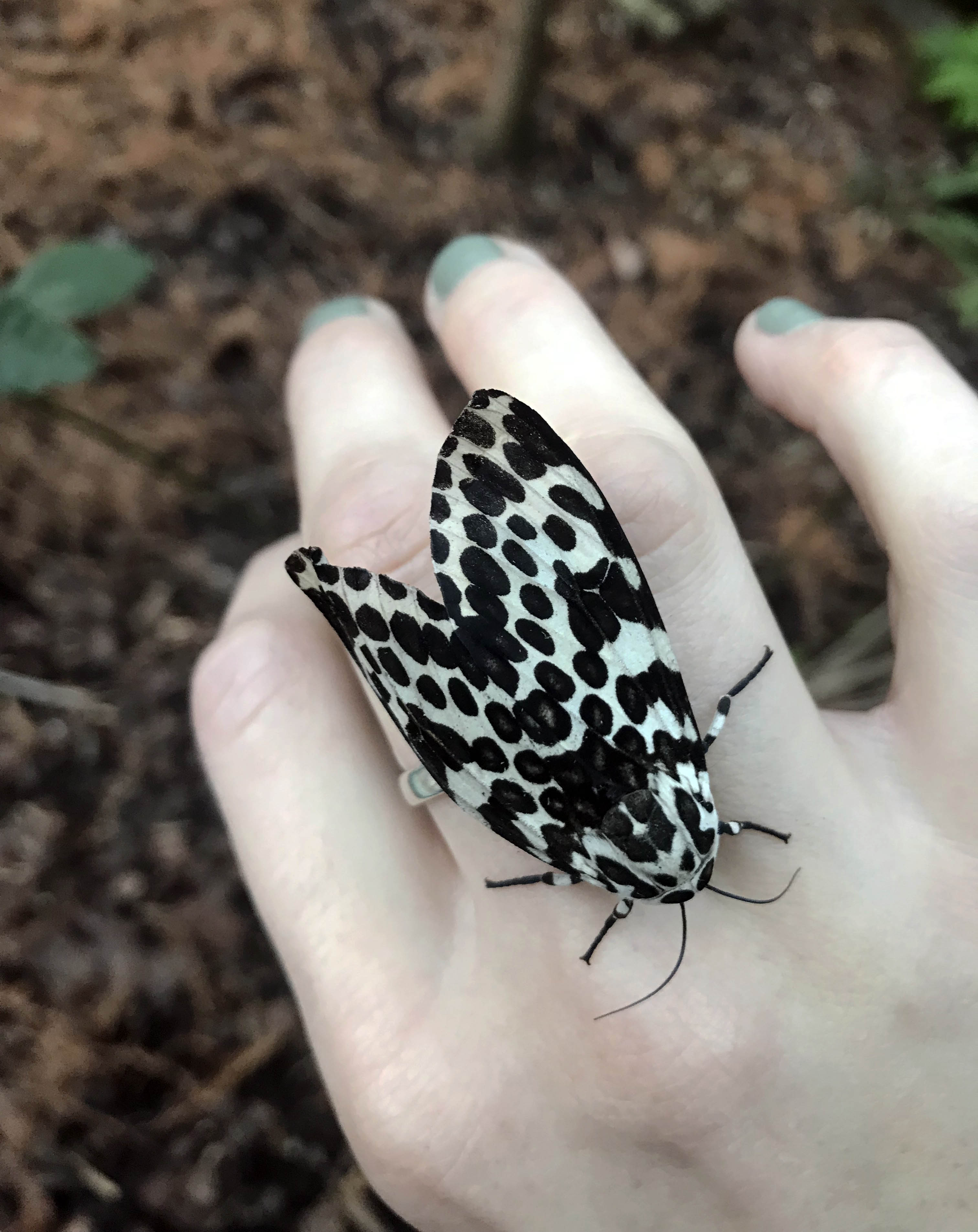 Virginia Butterflies and Moths of North America