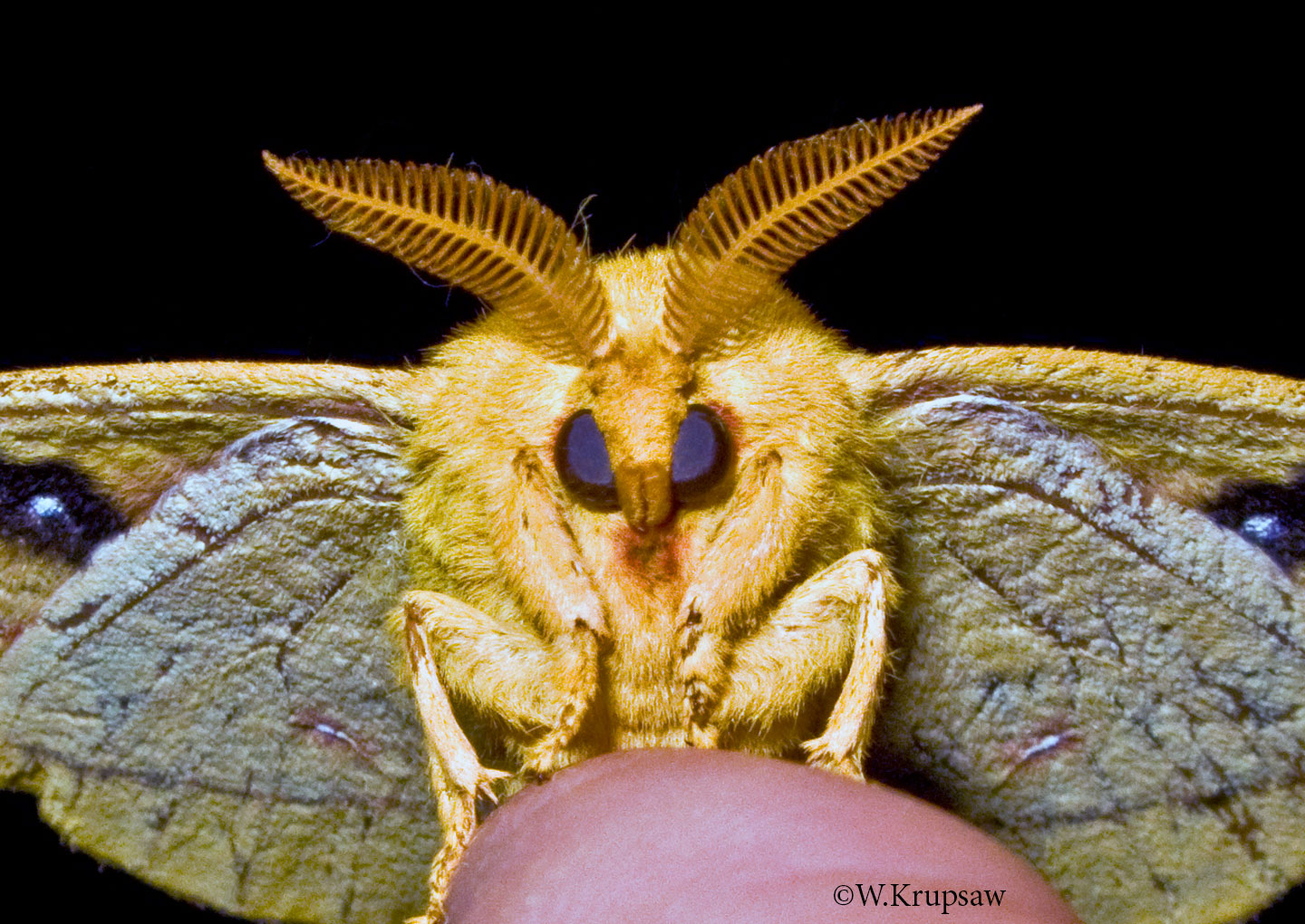 Imperial moth Eacles imperialis (Drury, 1773) Butterflies and Moths of ...