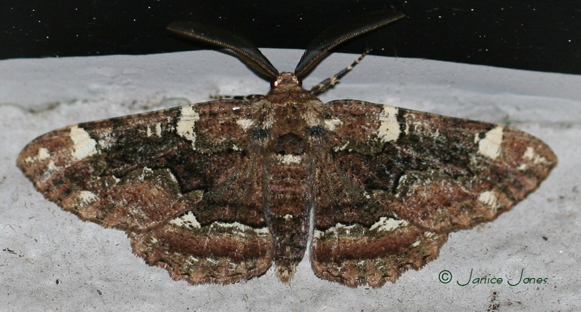 https://www.butterfliesandmoths.org/sites/default/files/bamona_images/early_moths_feb7_2015_050_0.jpg
