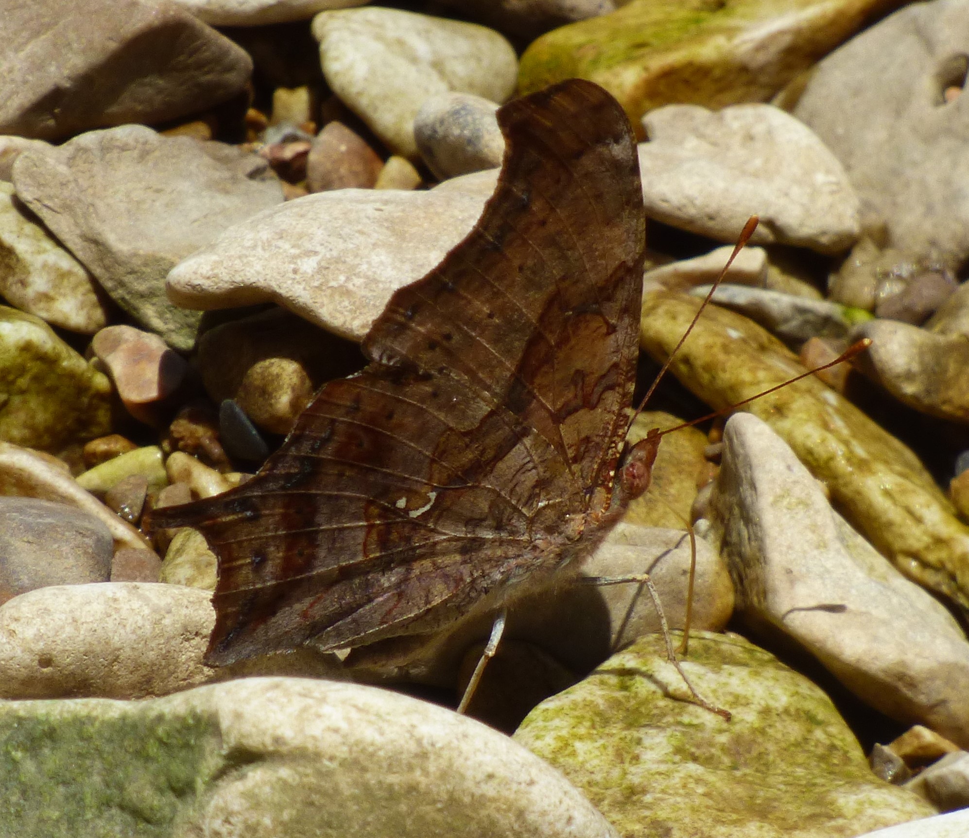 Oklahoma Butterflies and Moths of North America