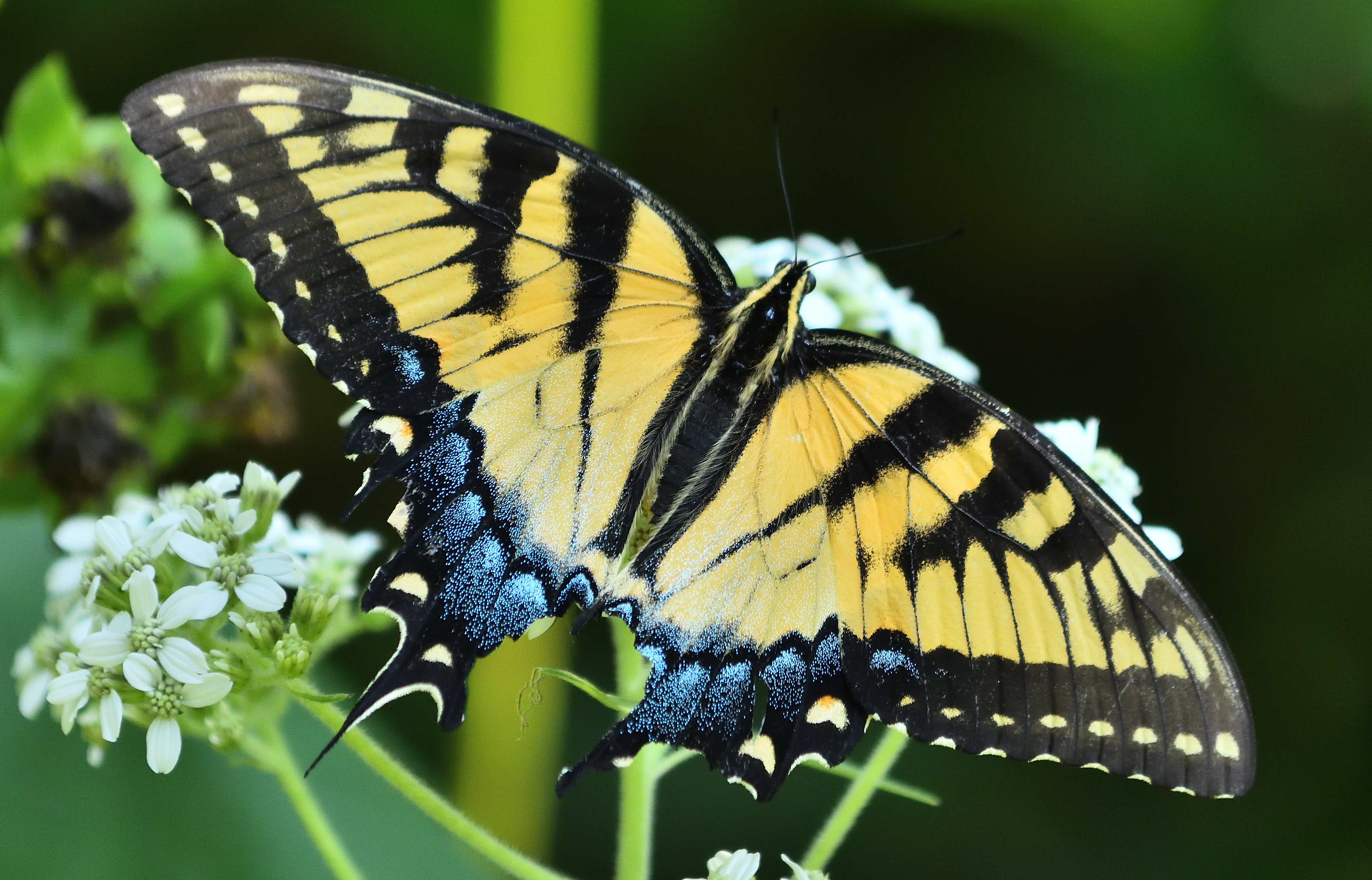Tennessee Butterflies and Moths of North America