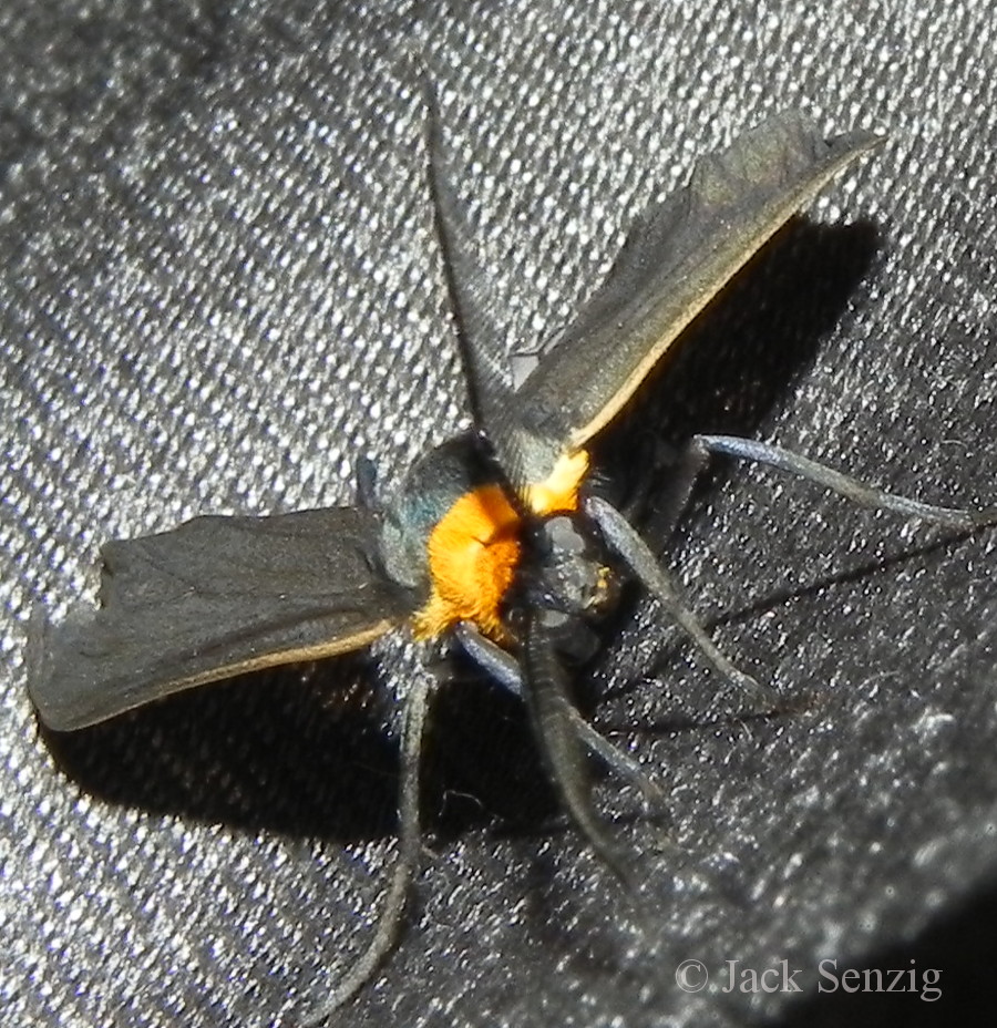 Wisconsin Butterflies and Moths of North America