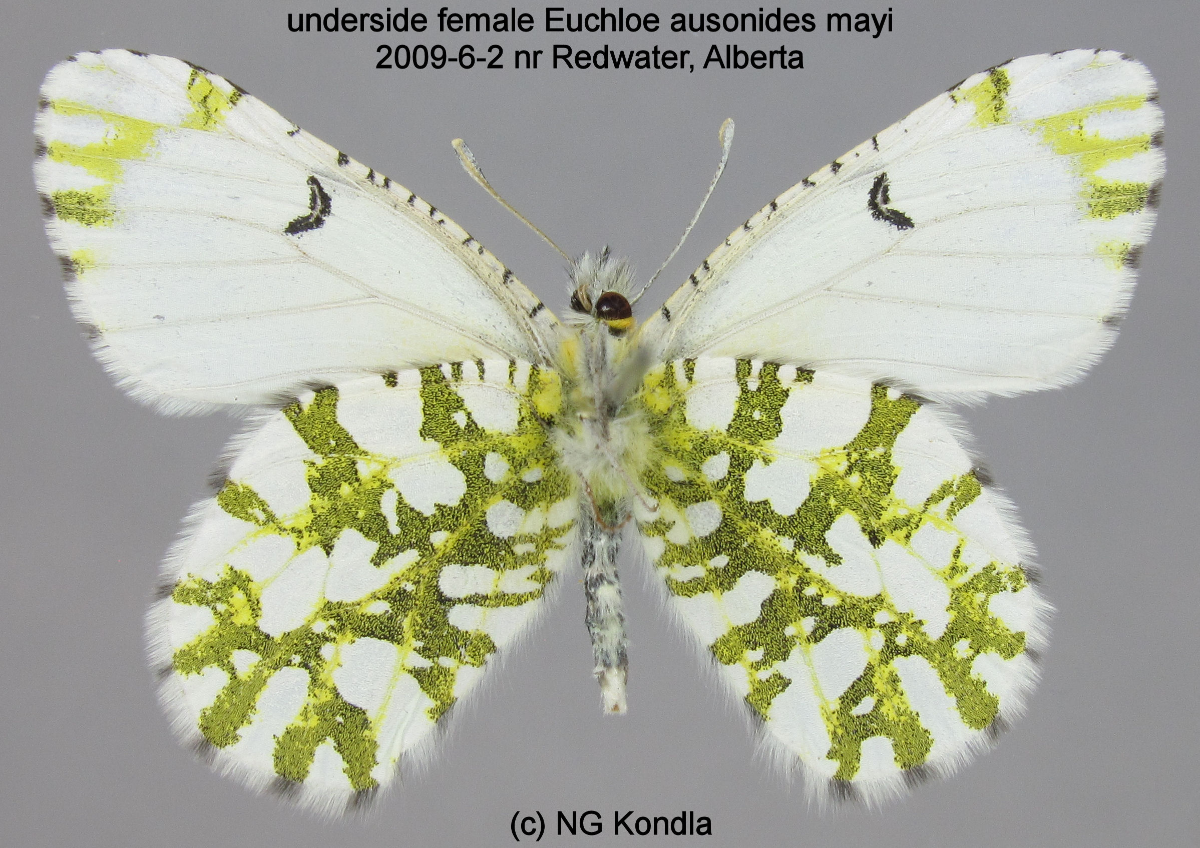 Butterfly, Moth, and Caterpillar Photographs from Alberta Butterflies