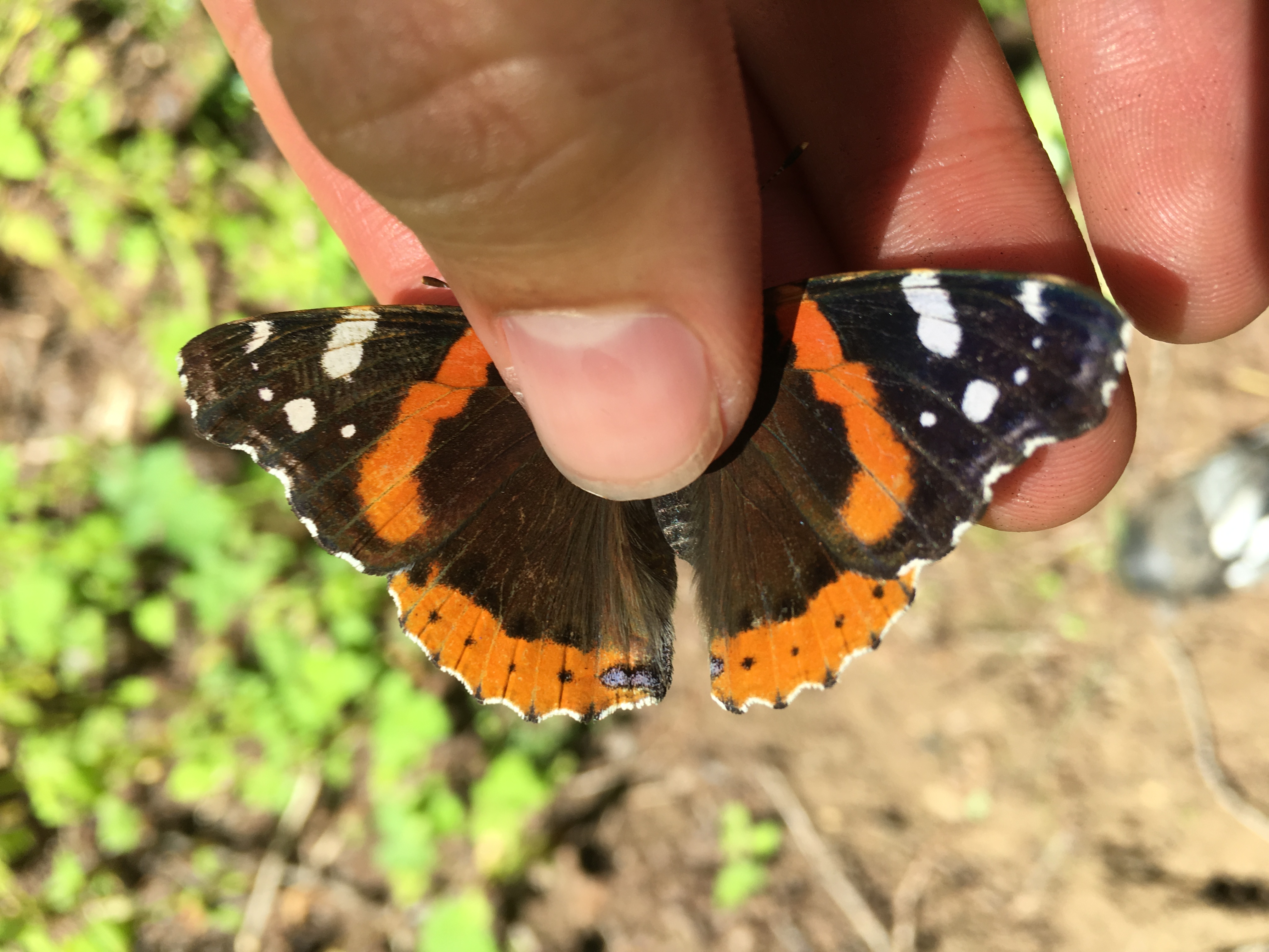 Washington Butterflies and Moths of North America