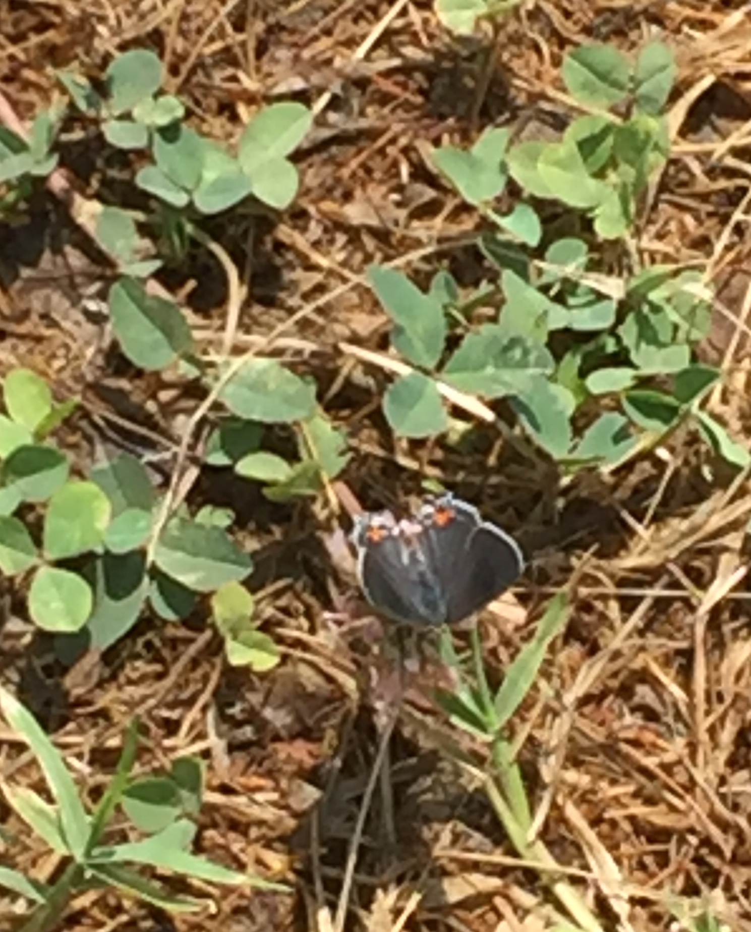 Butterfly, Moth, and Caterpillar Photographs from Northampton County