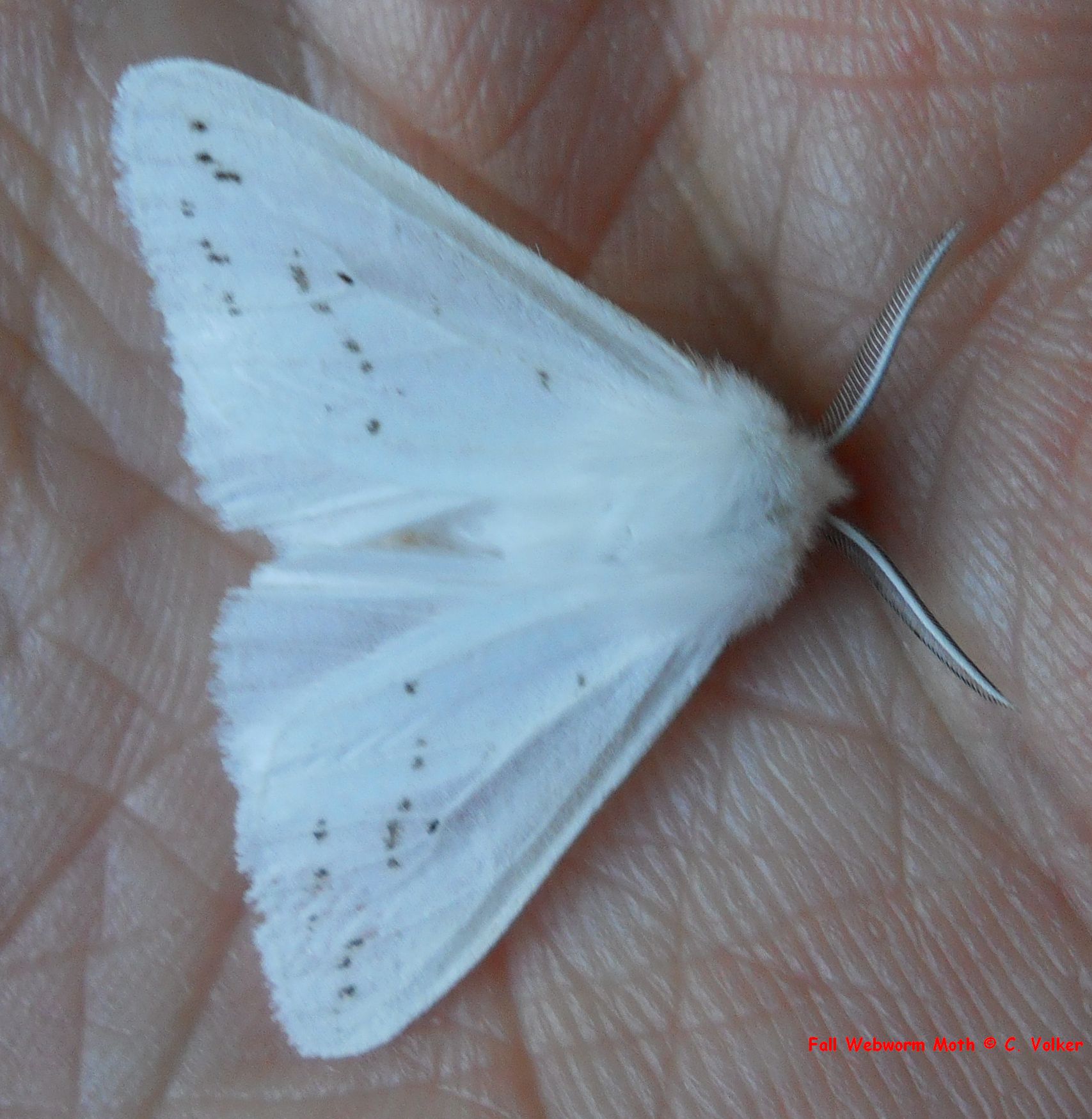 Fall Webworm Moth Hyphantria cunea (Drury, 1773) | Butterflies and ...
