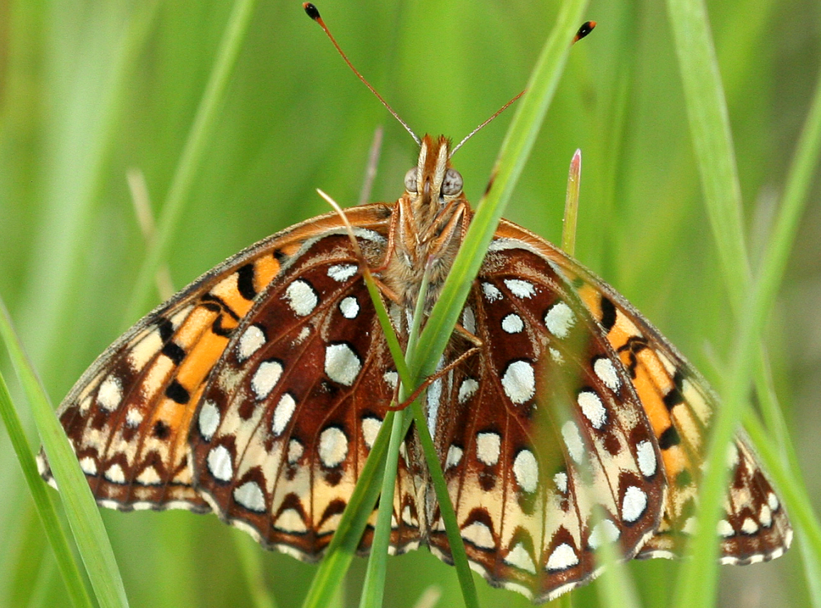 Sighting 1200740 Butterflies and Moths of North America