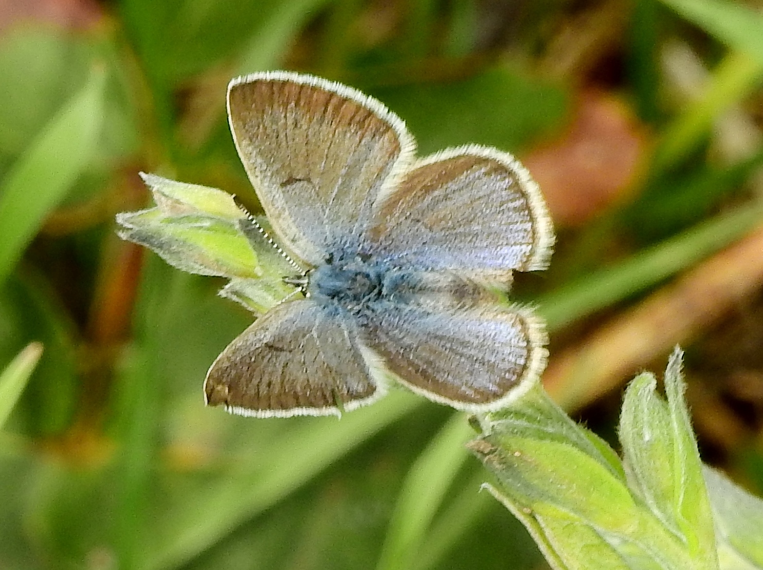 Colorado Butterflies and Moths of North America