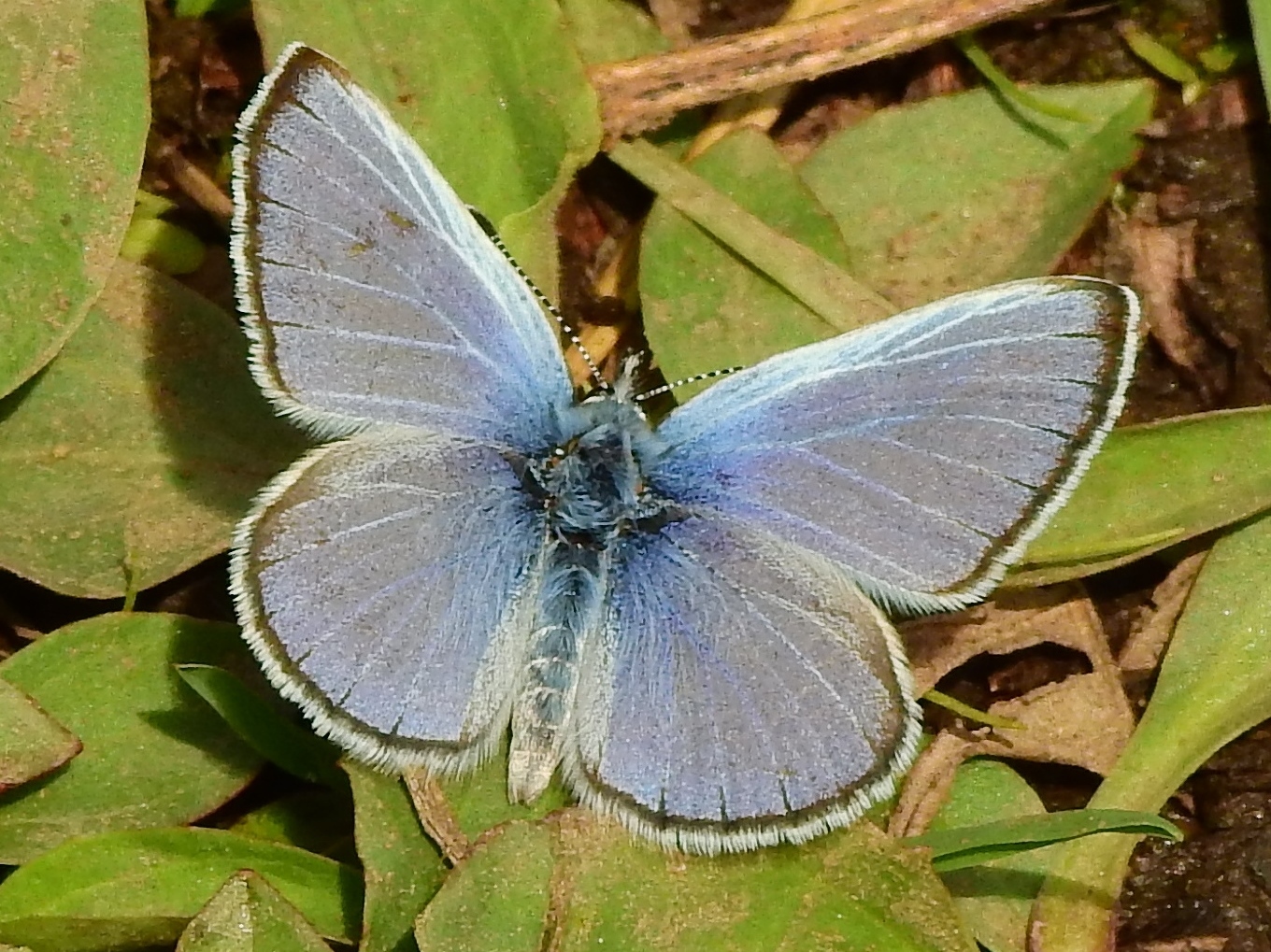 Colorado Butterflies and Moths of North America