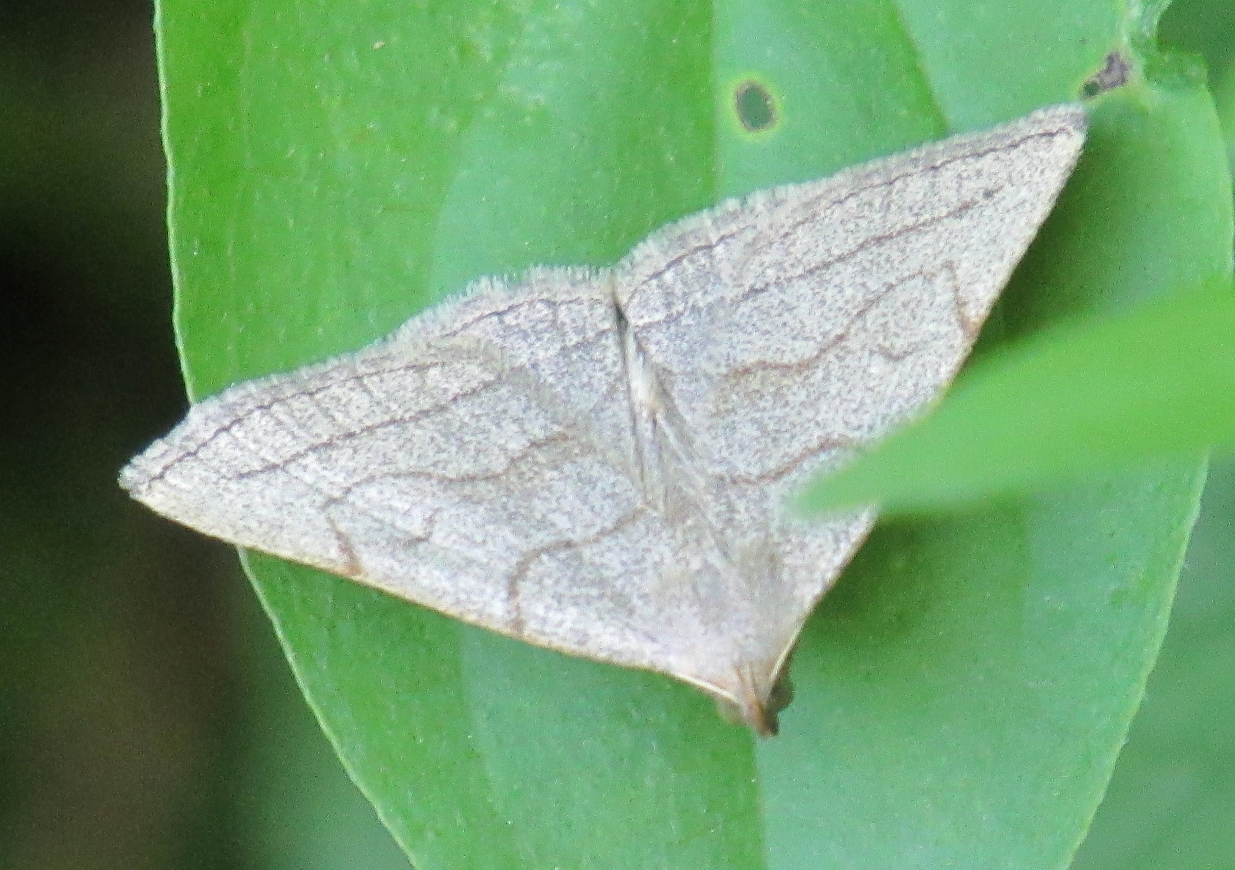 Wisconsin Butterflies and Moths of North America