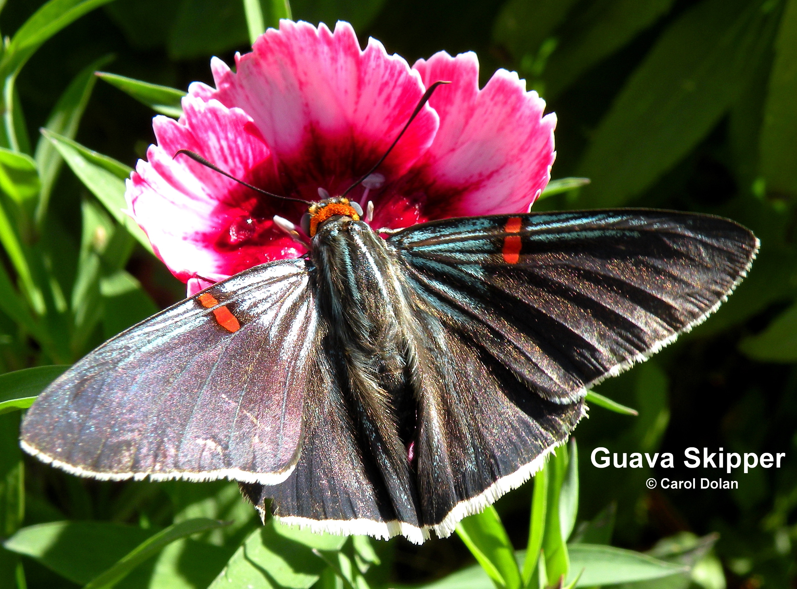 North American Butterfly Identification Chart